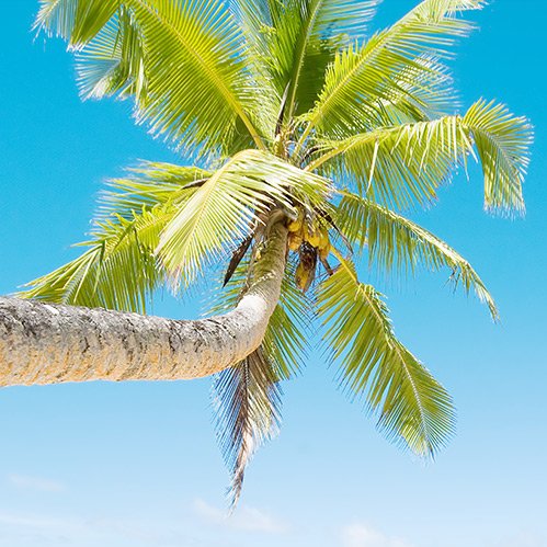 coconut-tree-square.jpg