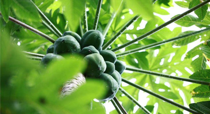 green-papaya-banner.jpg