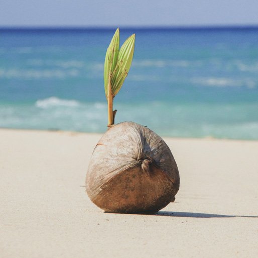 coconut-beach.jpg