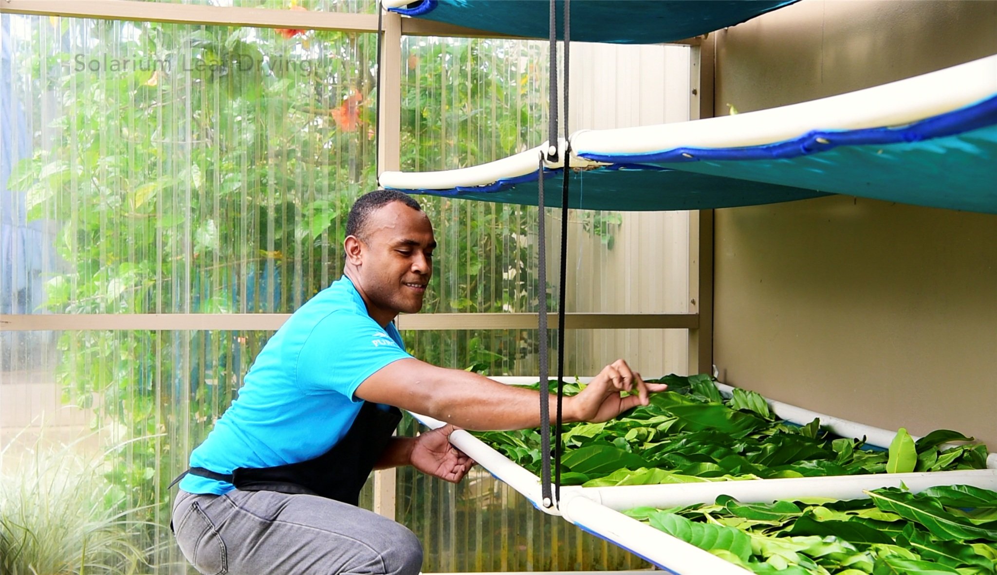 pure-fiji-factory-leaf-drying.jpg