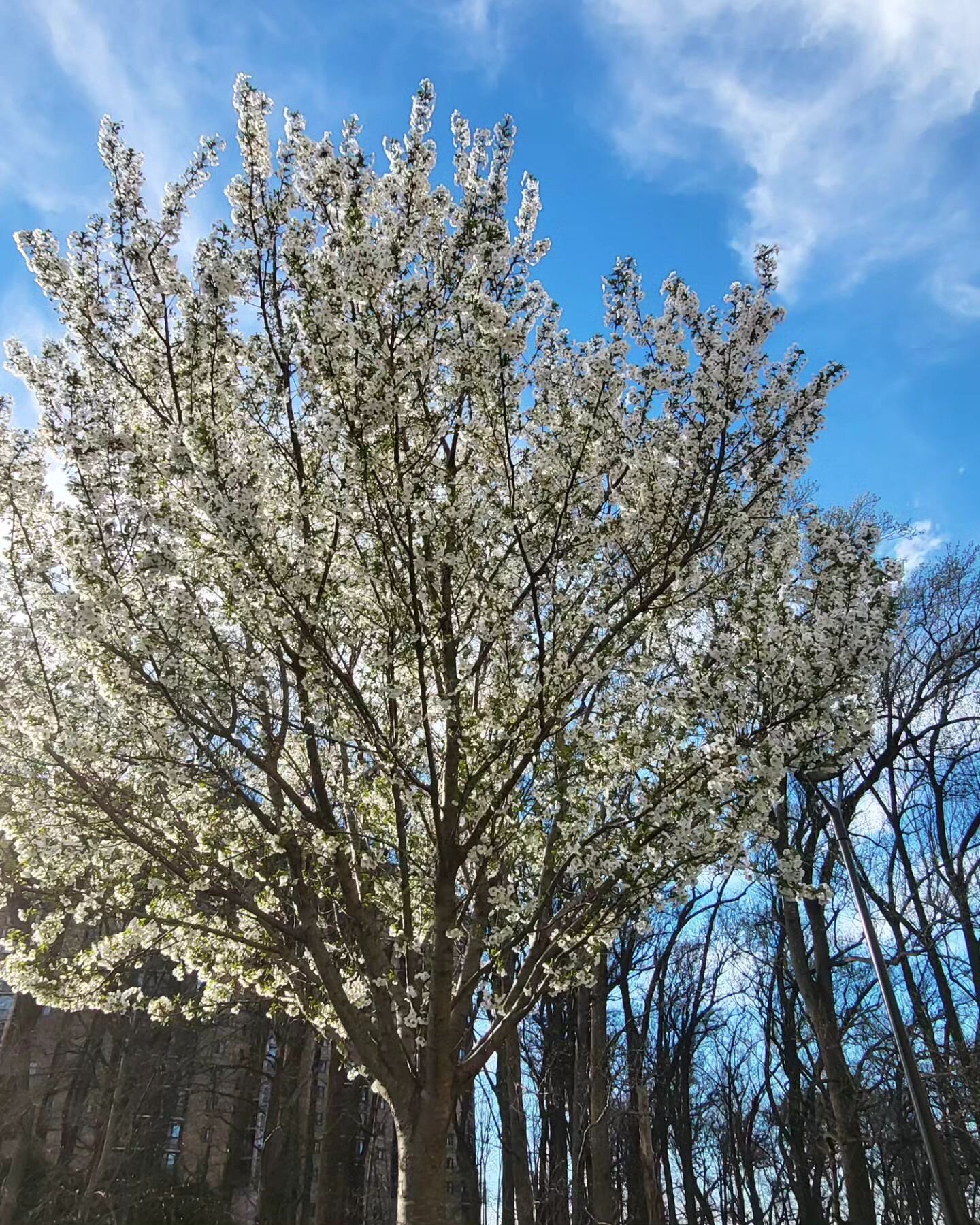 It's #cherryblossom season in #DC.

#cherry #blossom #washington #washingtondc #insta #ig_northamerica #instagood #Instagram #spring #tree #trees #photooftheday #picoftheday #photo #travelgram
