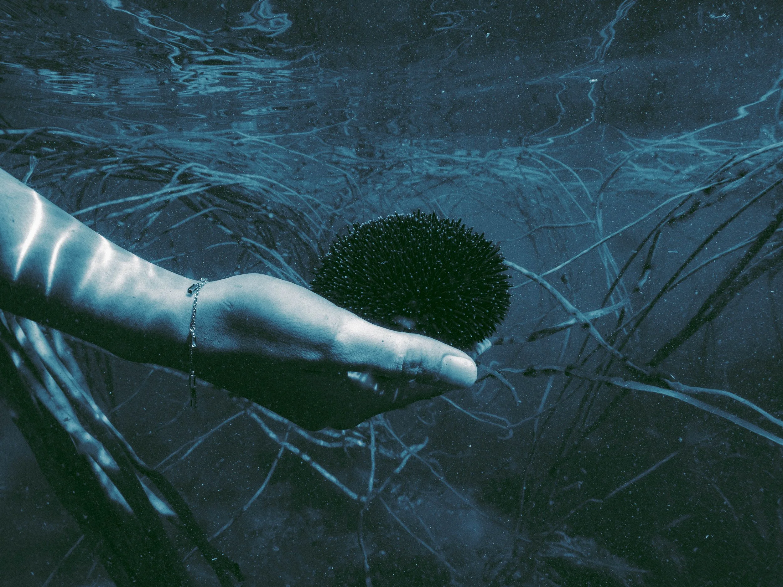 P6180395-Avec accentuation-Bruit-2-2.jpg