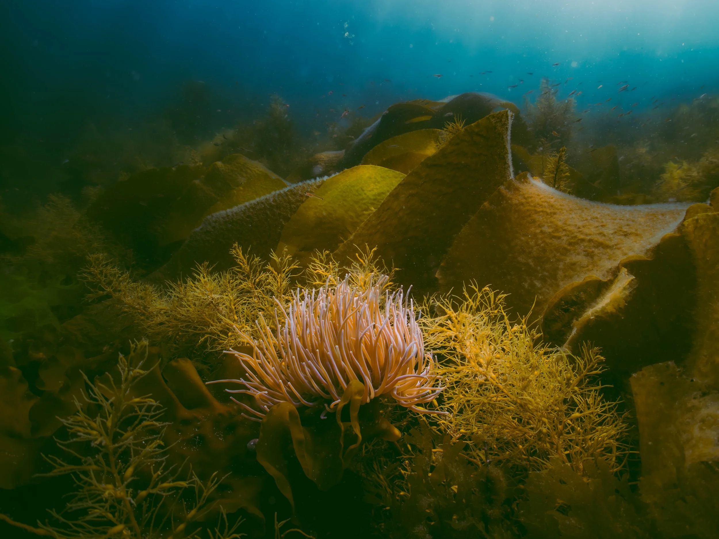 P6180381-Avec accentuation-Bruit-2.jpg