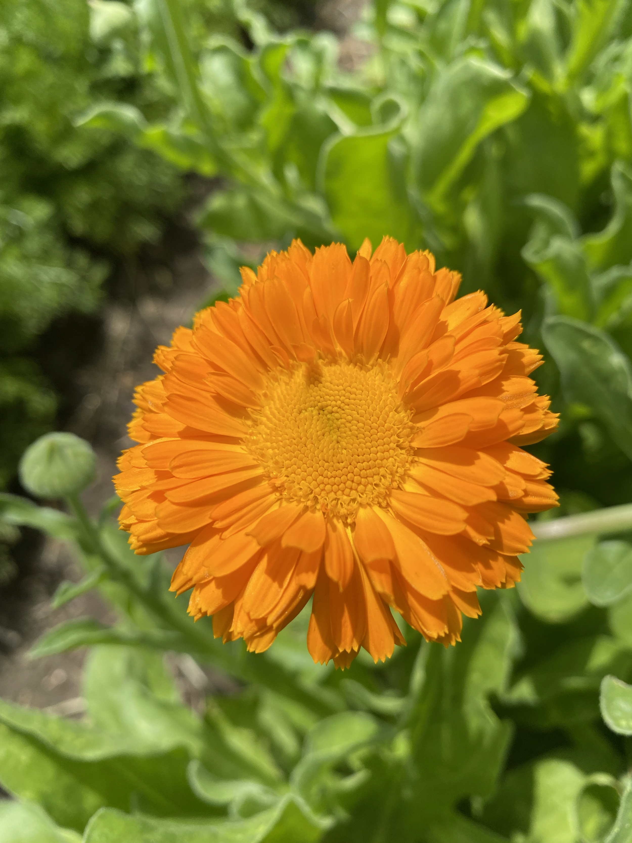IMG_4495 single calendula flower (2).png