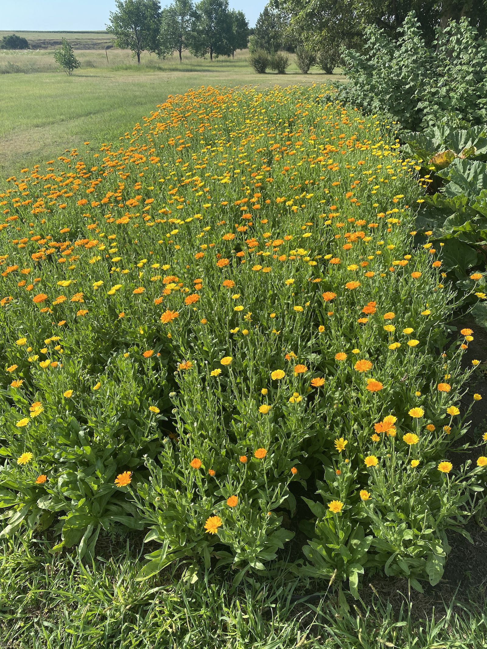 IMG_3363 patch of calendula blooming (1).png