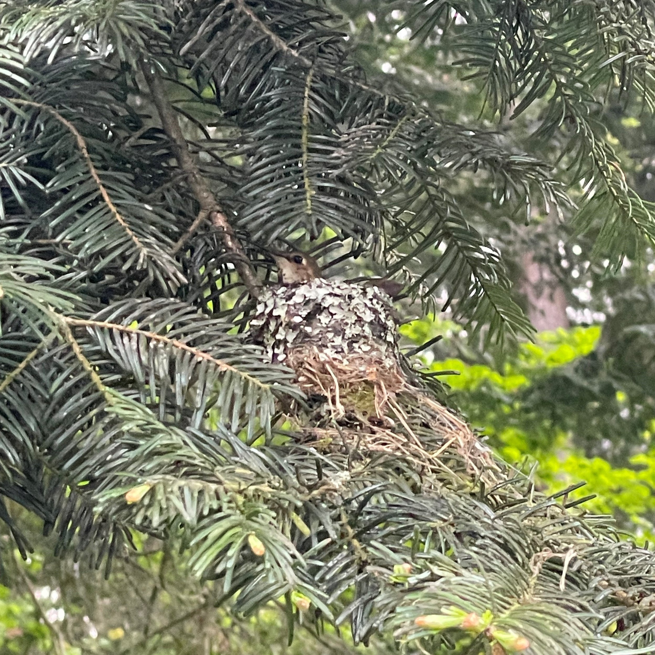 Beginner & Intermediate Birding with Eastside Audubon