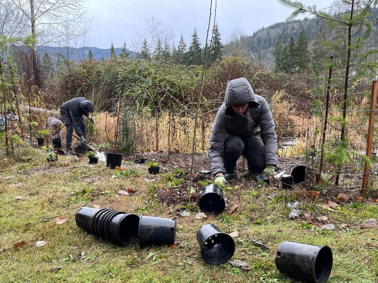 Tree Watering with Green Redmond Partnership