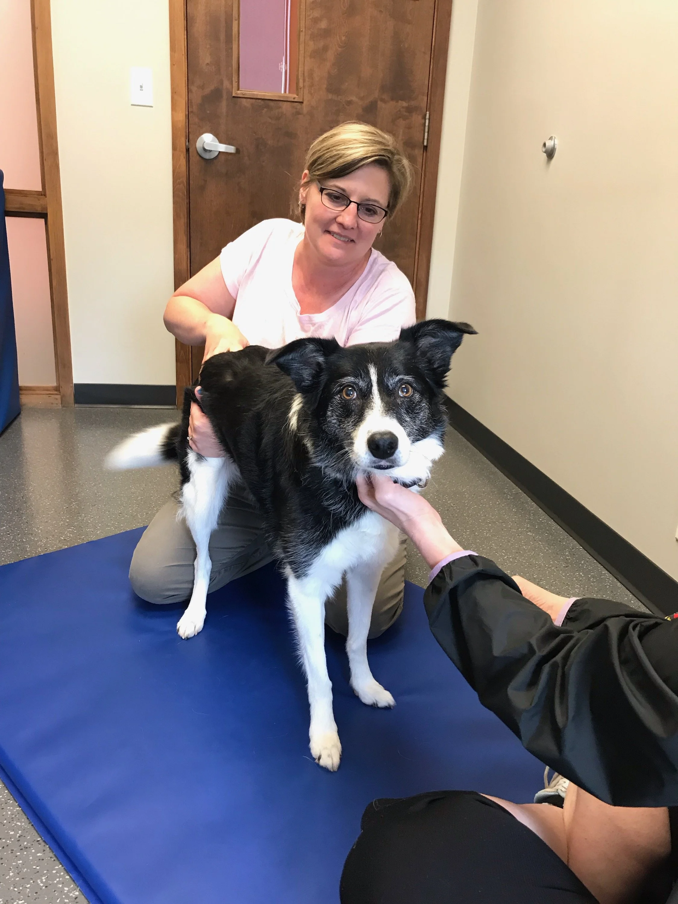 N-Balance Restorative Pet Health