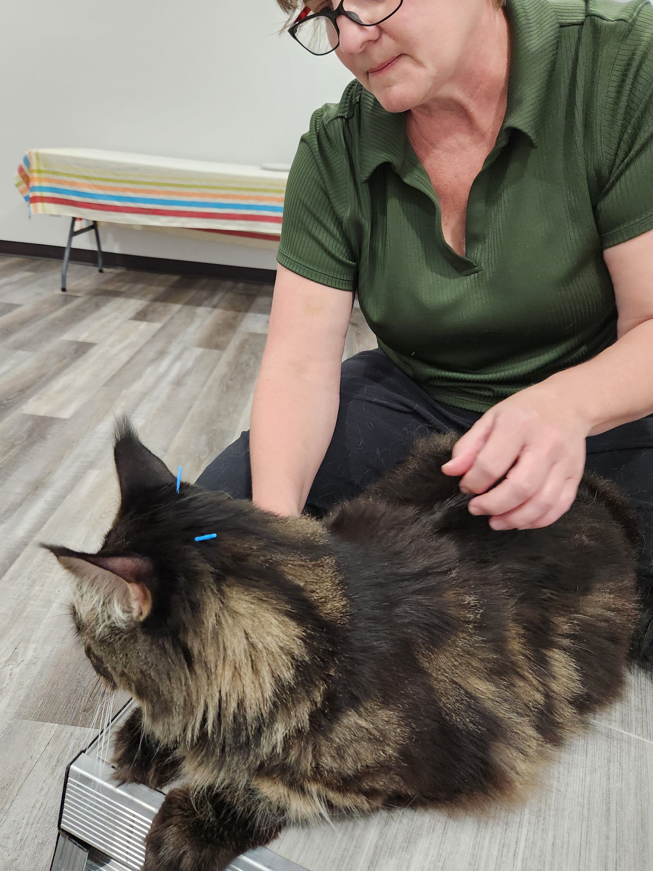 N-Balance Restorative Pet Health