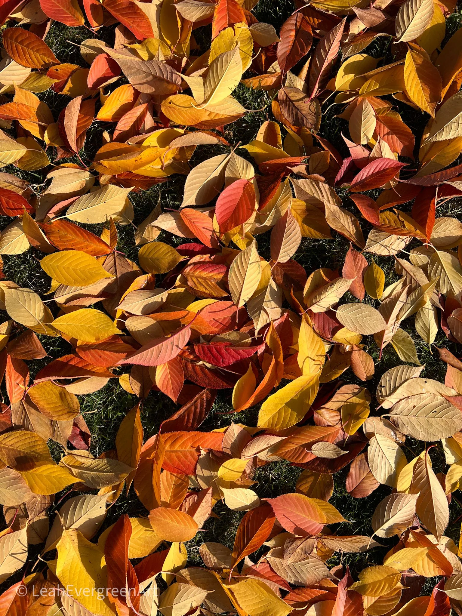 Leah-Evergreen-Library-FallTheme-10 2.jpg