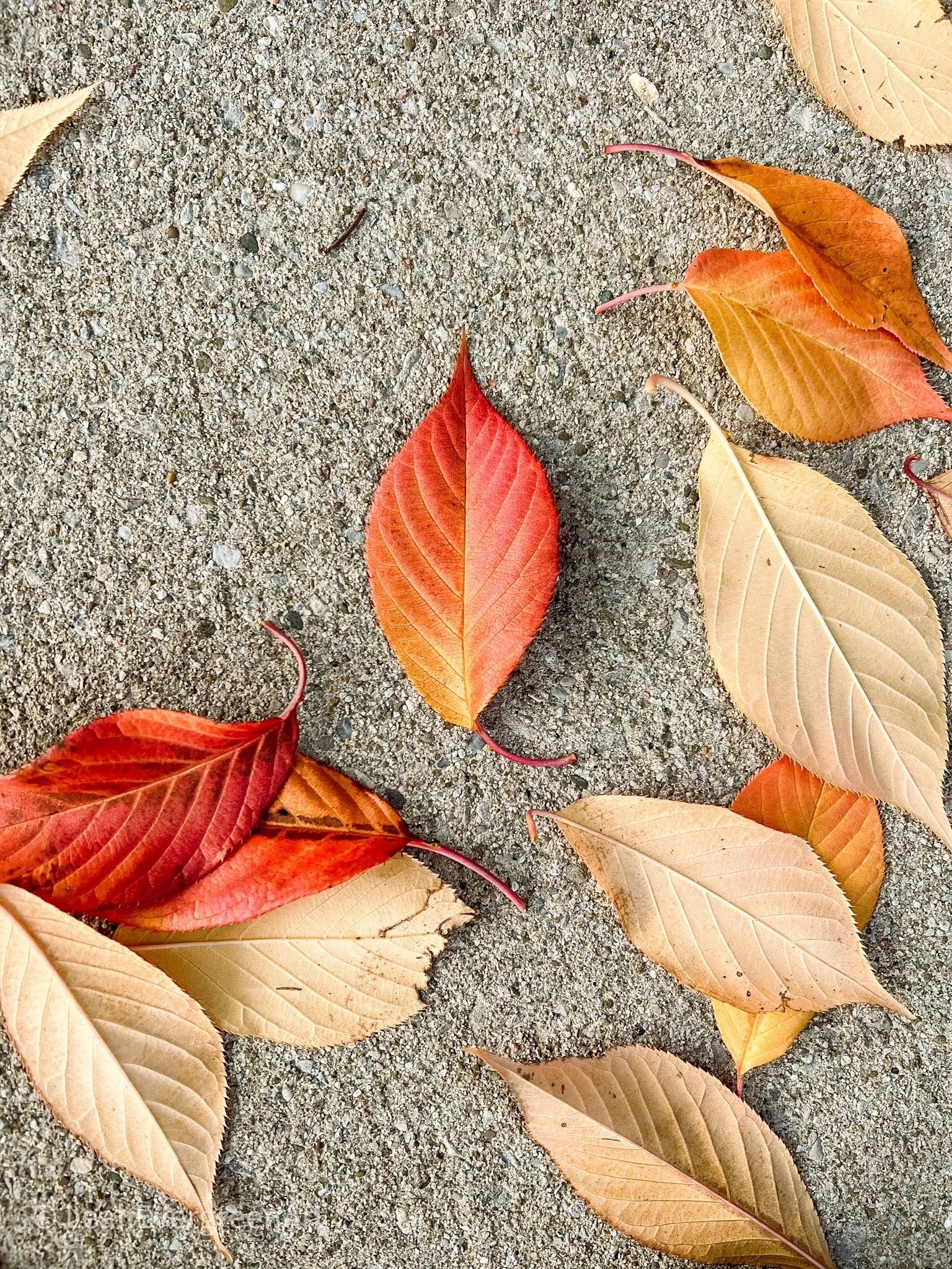 Leah-Evergreen-Library-FallTheme-08 2.jpg