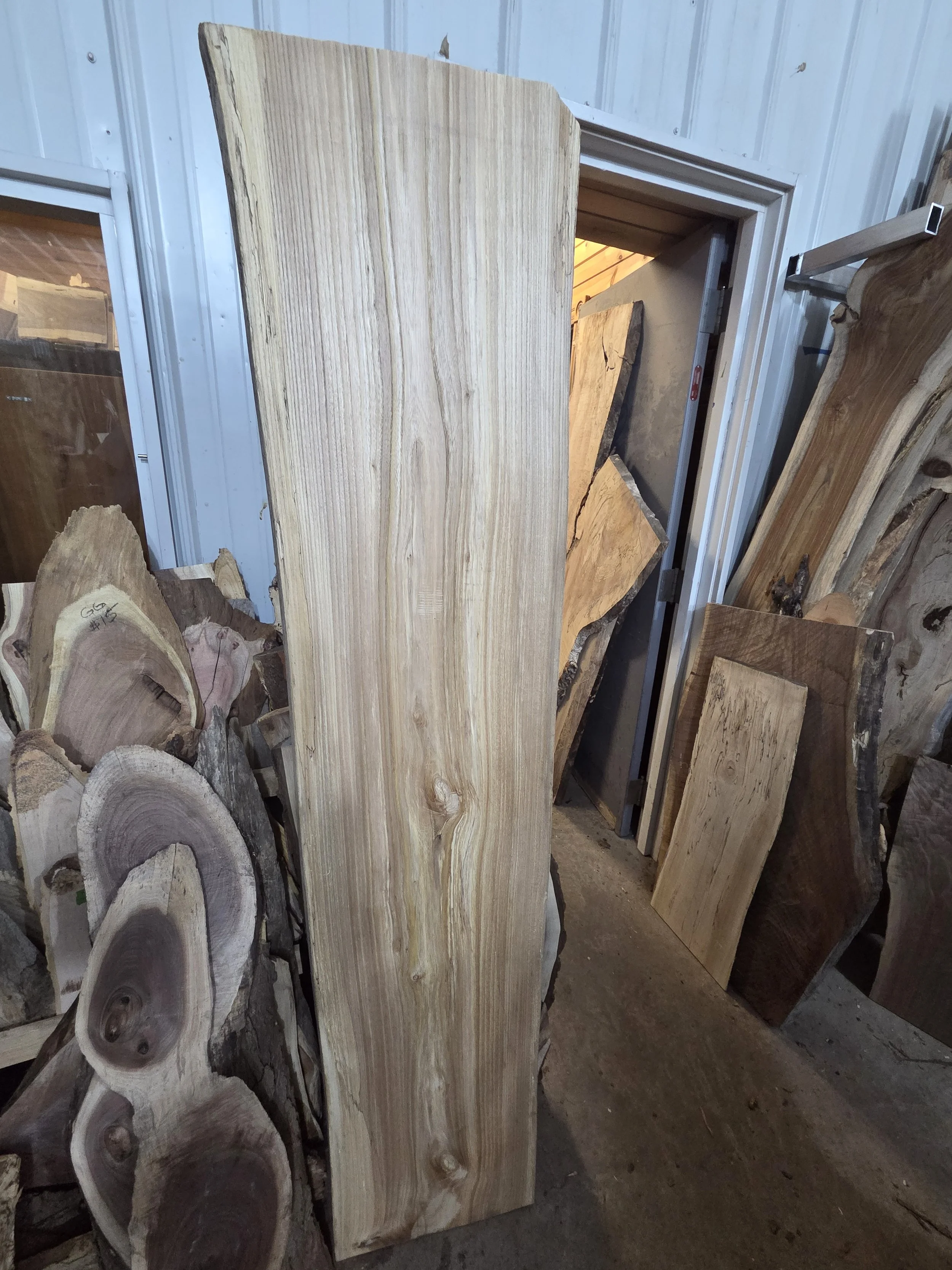 #4031 Red Elm