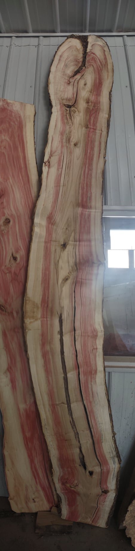 #172 Boxelder