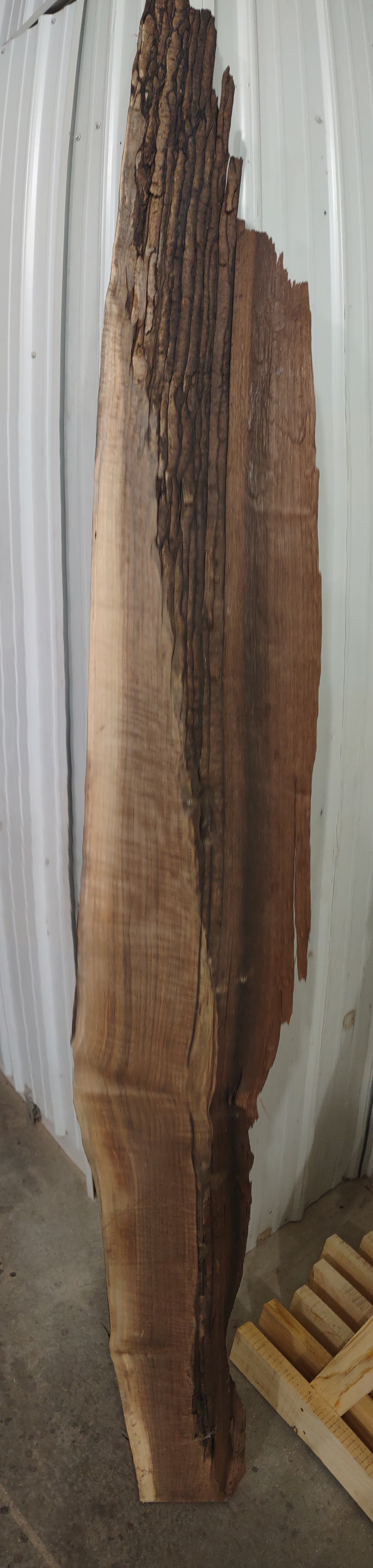#152 Black Walnut