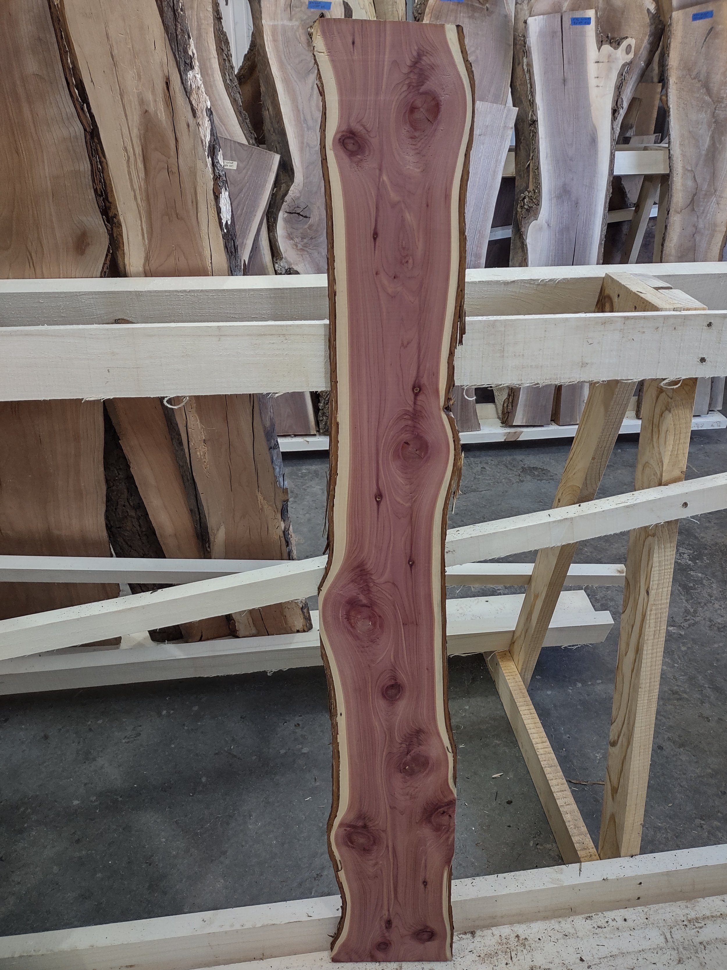 #286 Red Cedar