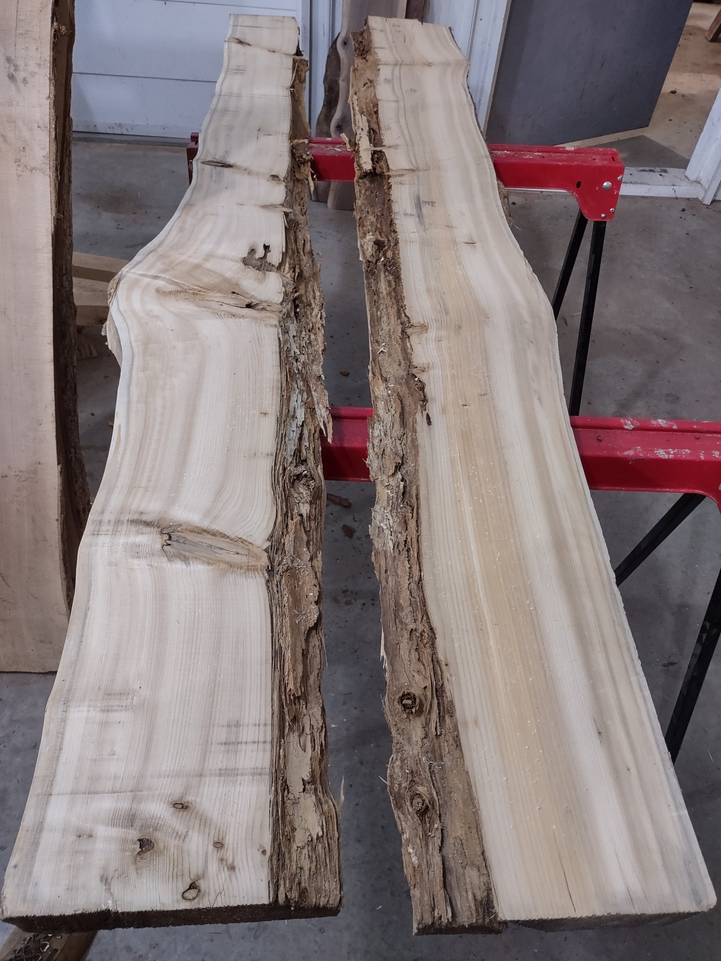 #1137 White Cedar