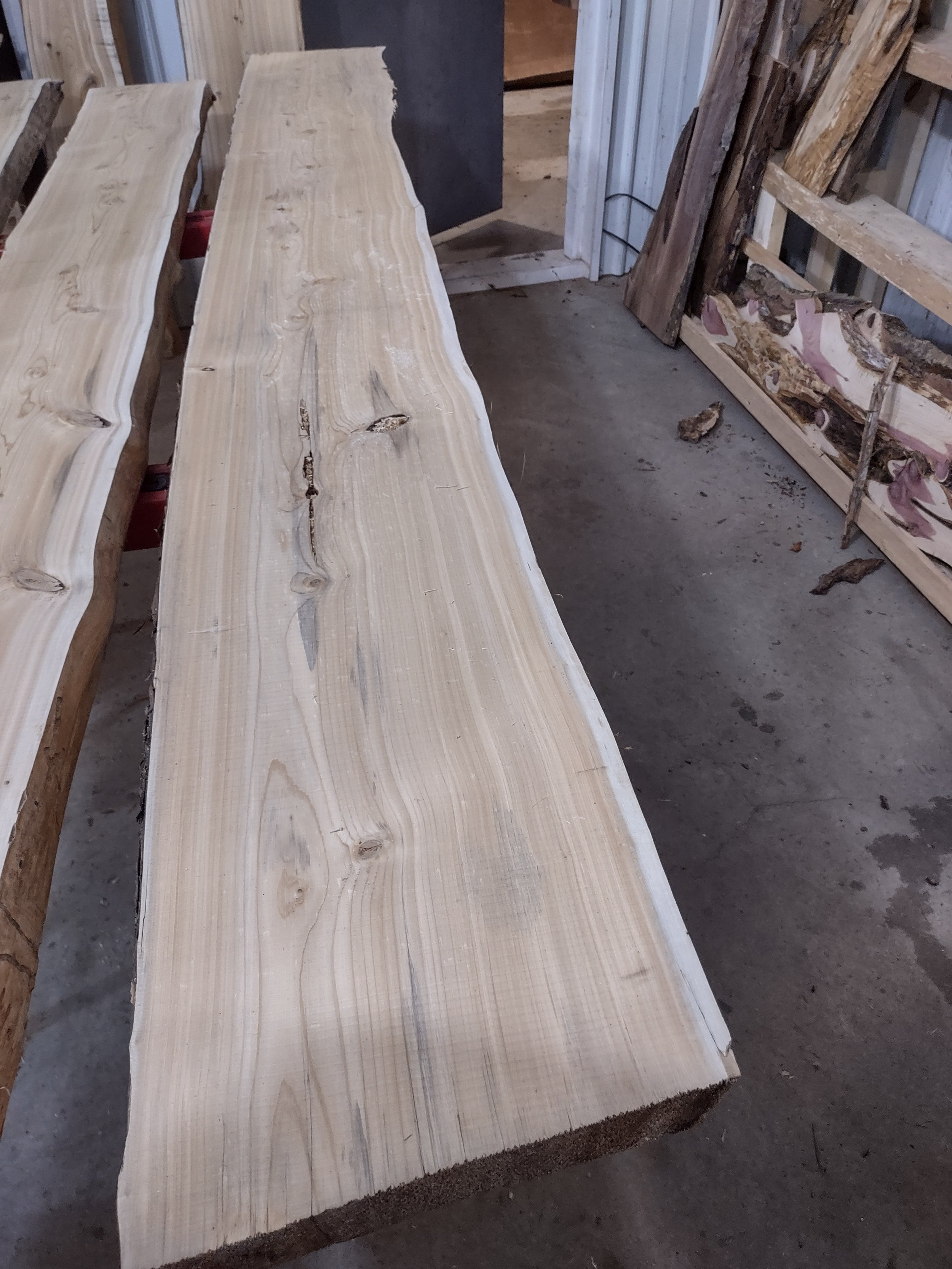 #1159 White Cedar