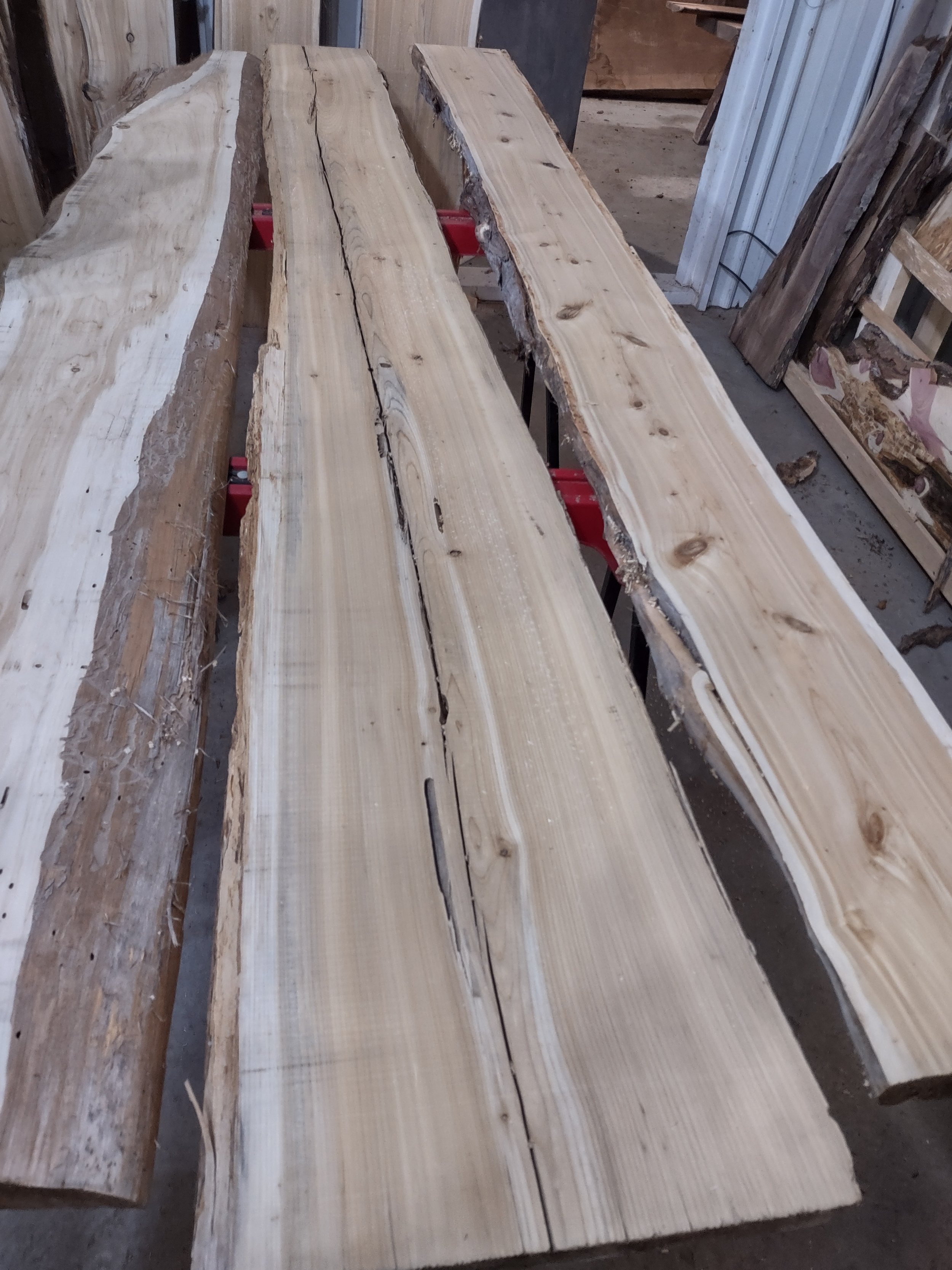 #1161 White Cedar