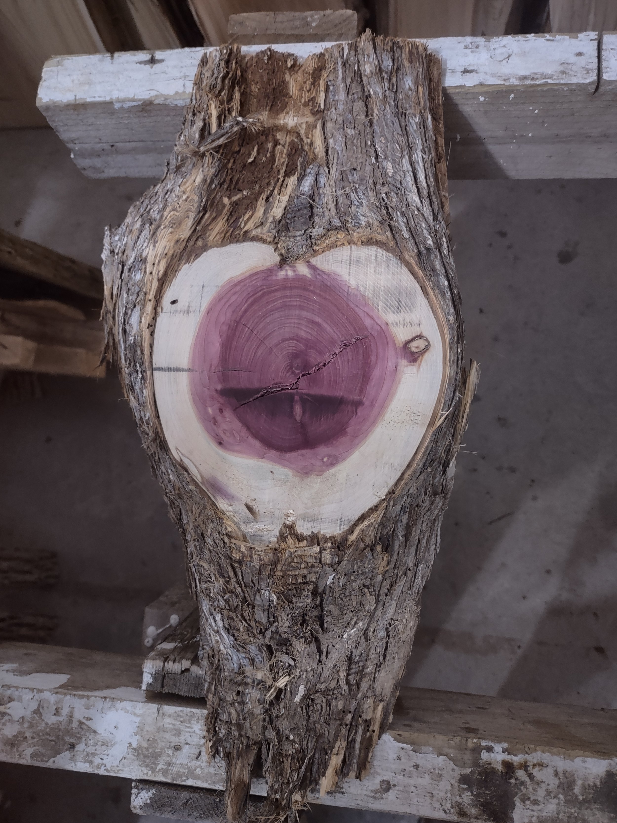 #1562 Red Cedar