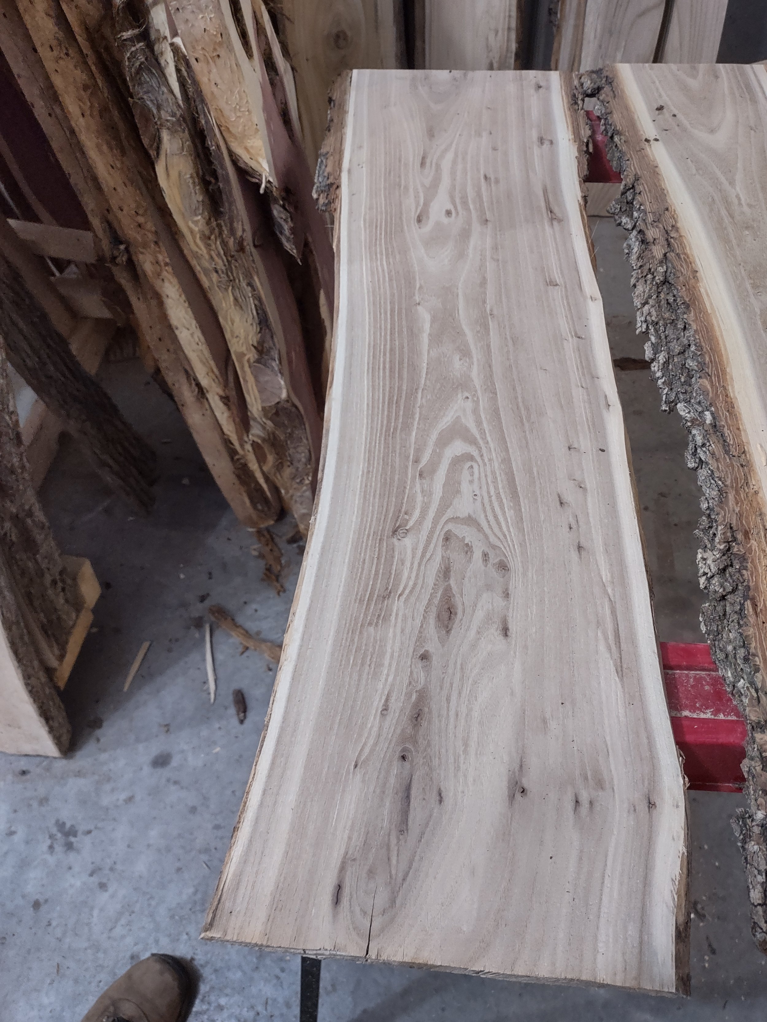 #1215 Chinese Elm