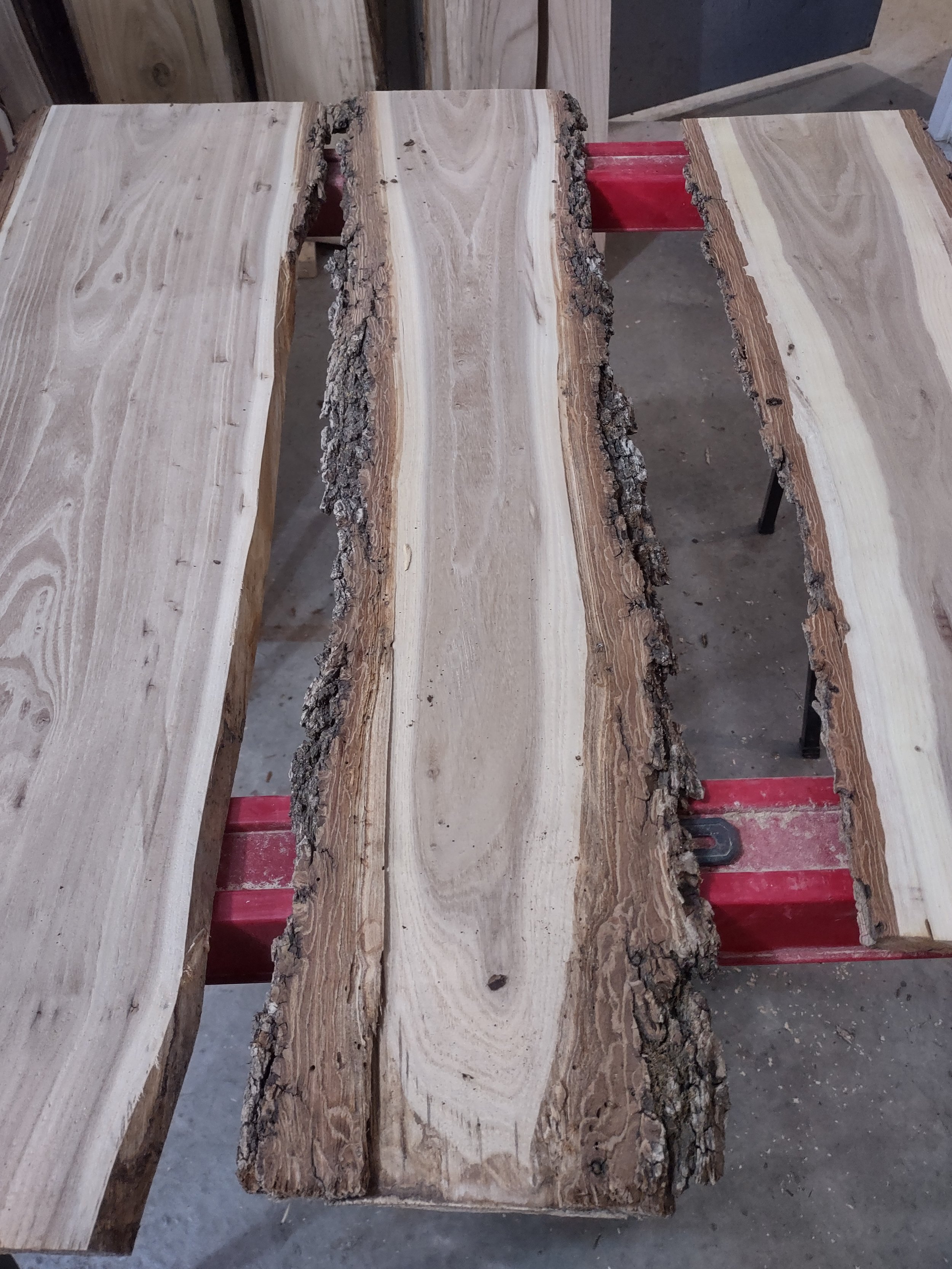 #1216 Chinese Elm