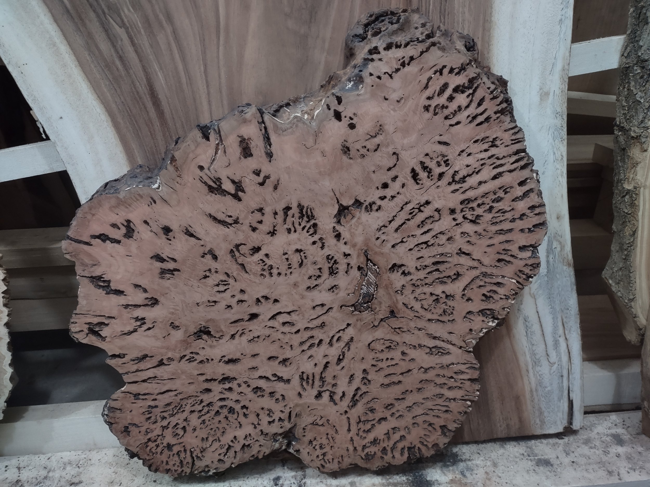 #2046 Red Gum Eucalyptus