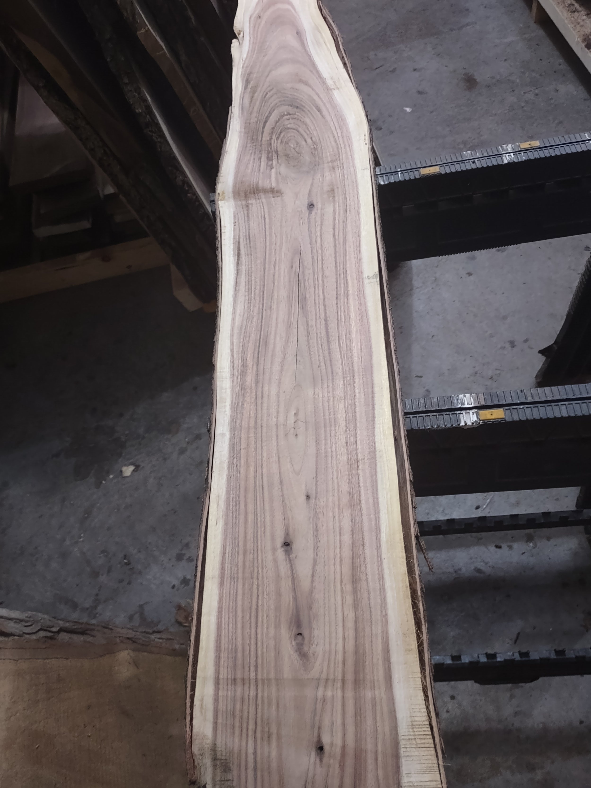 #2306 Black Acacia