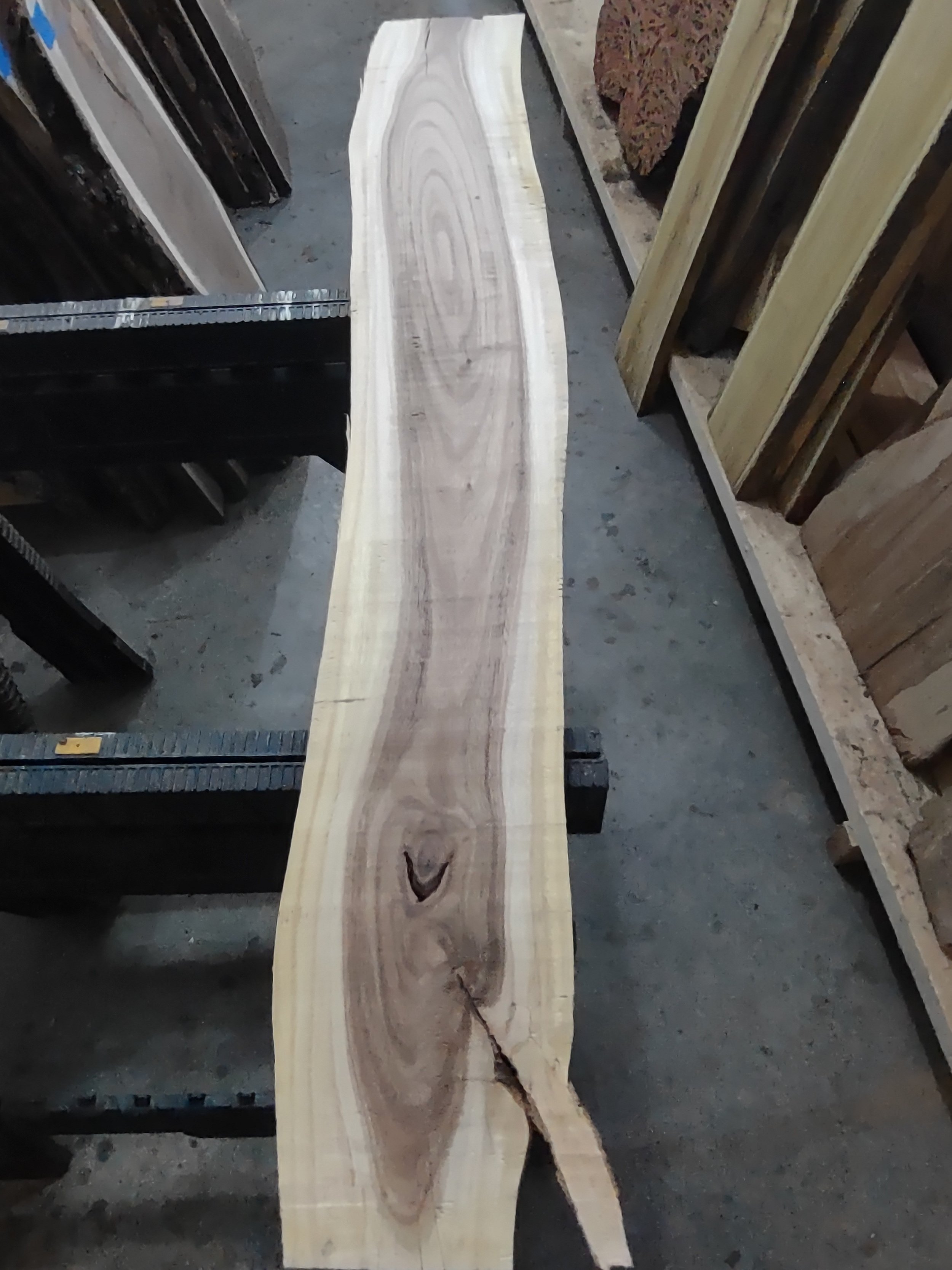 #2307 Black Acacia
