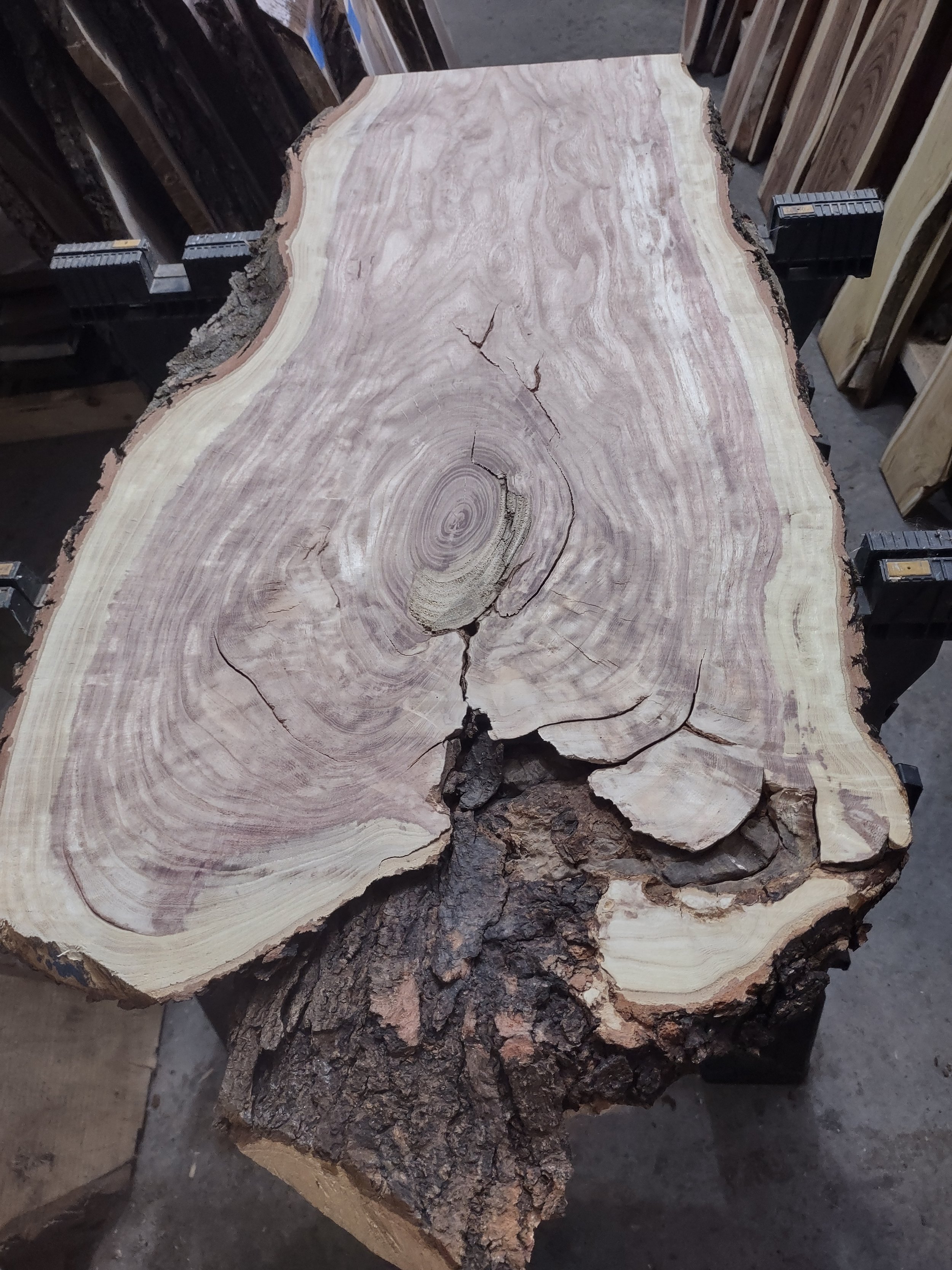 #2347 Honey Locust