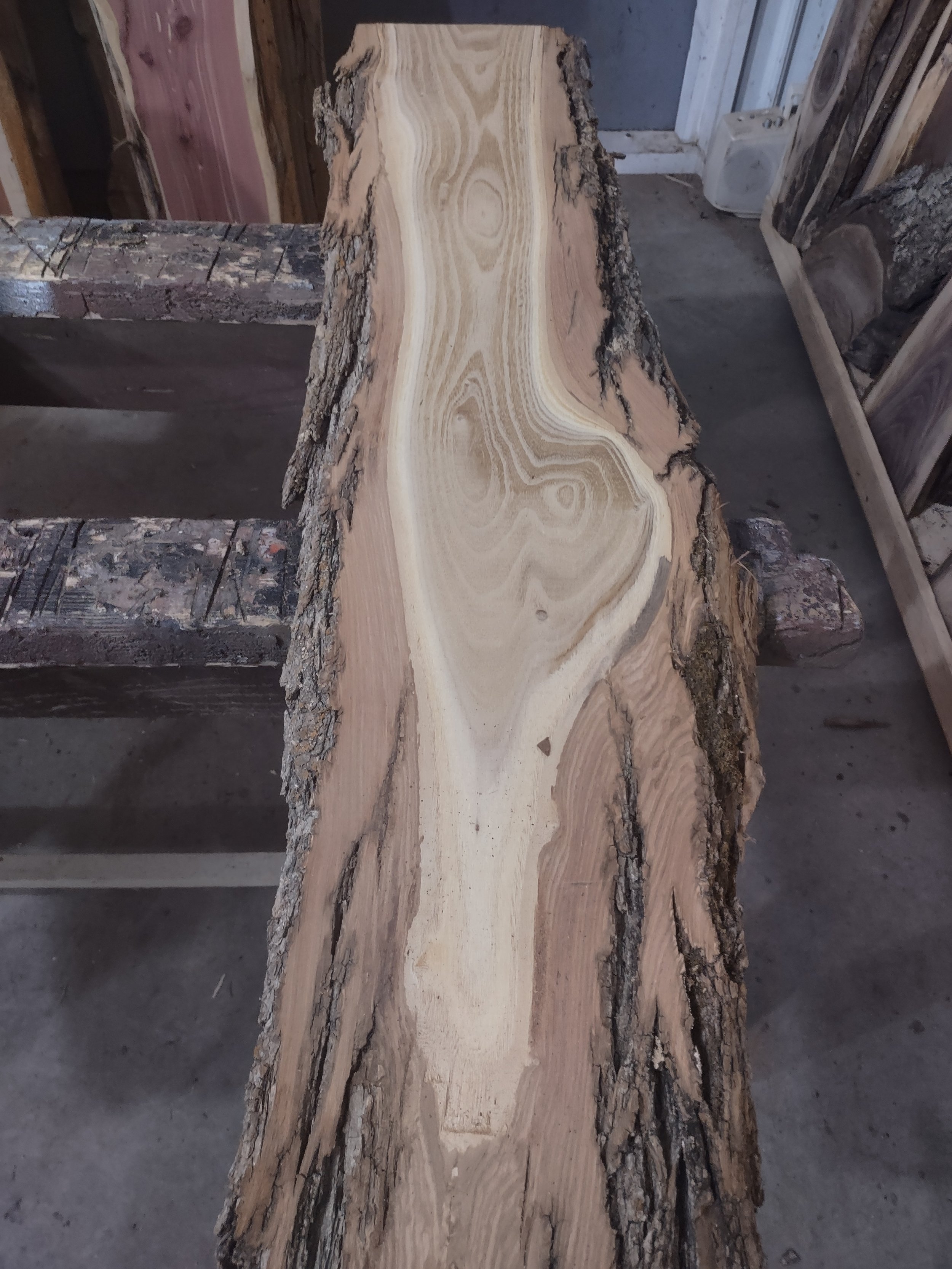 #2430 Black Locust