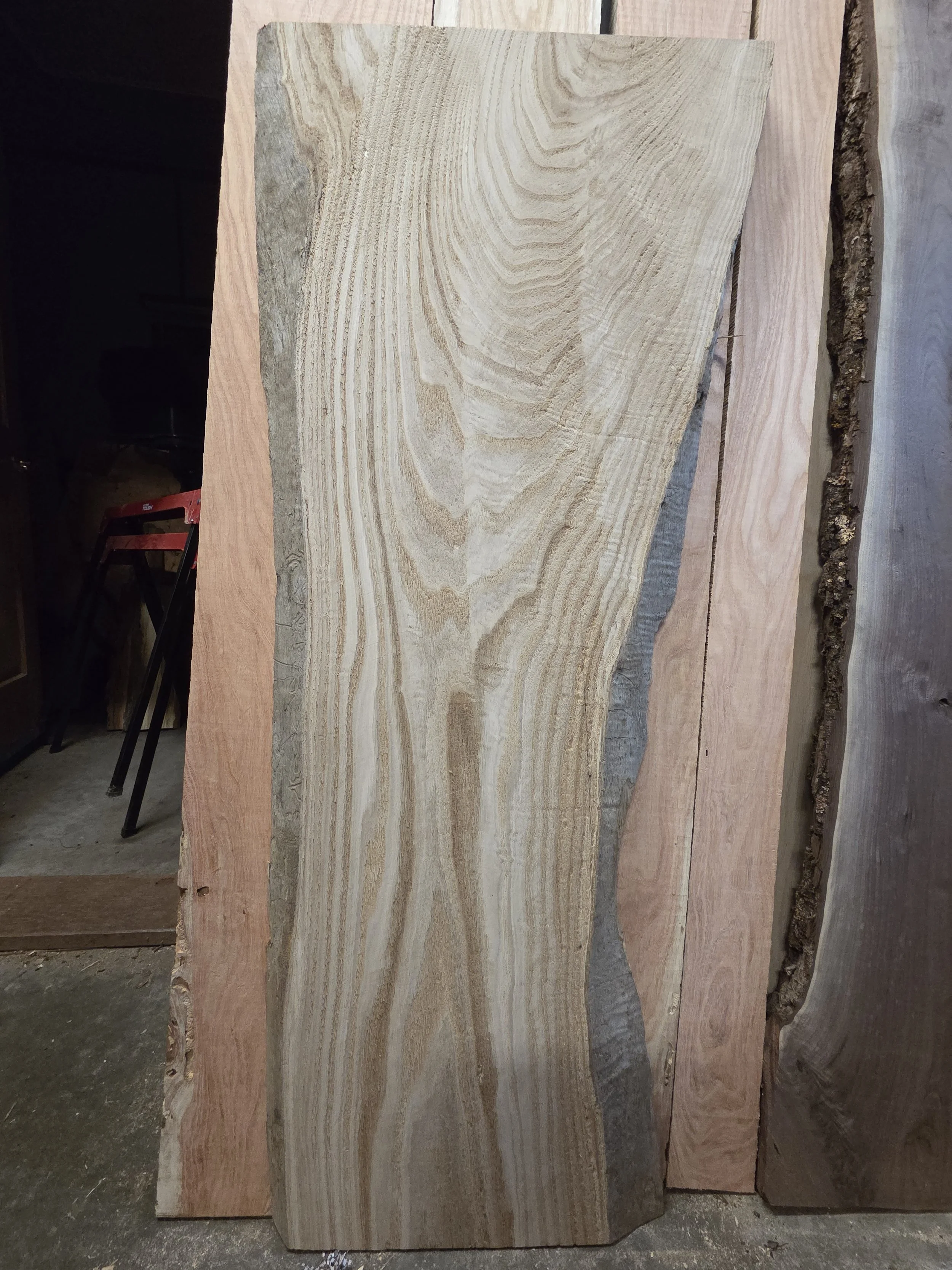 #4052 American Chestnut