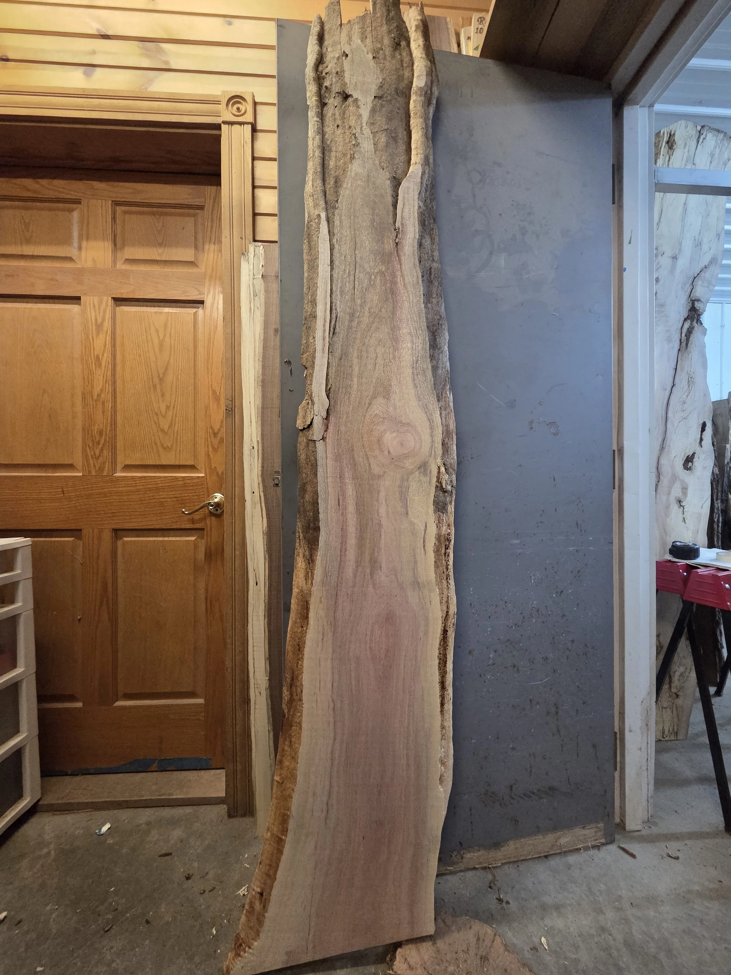 #3857 Silky Oak