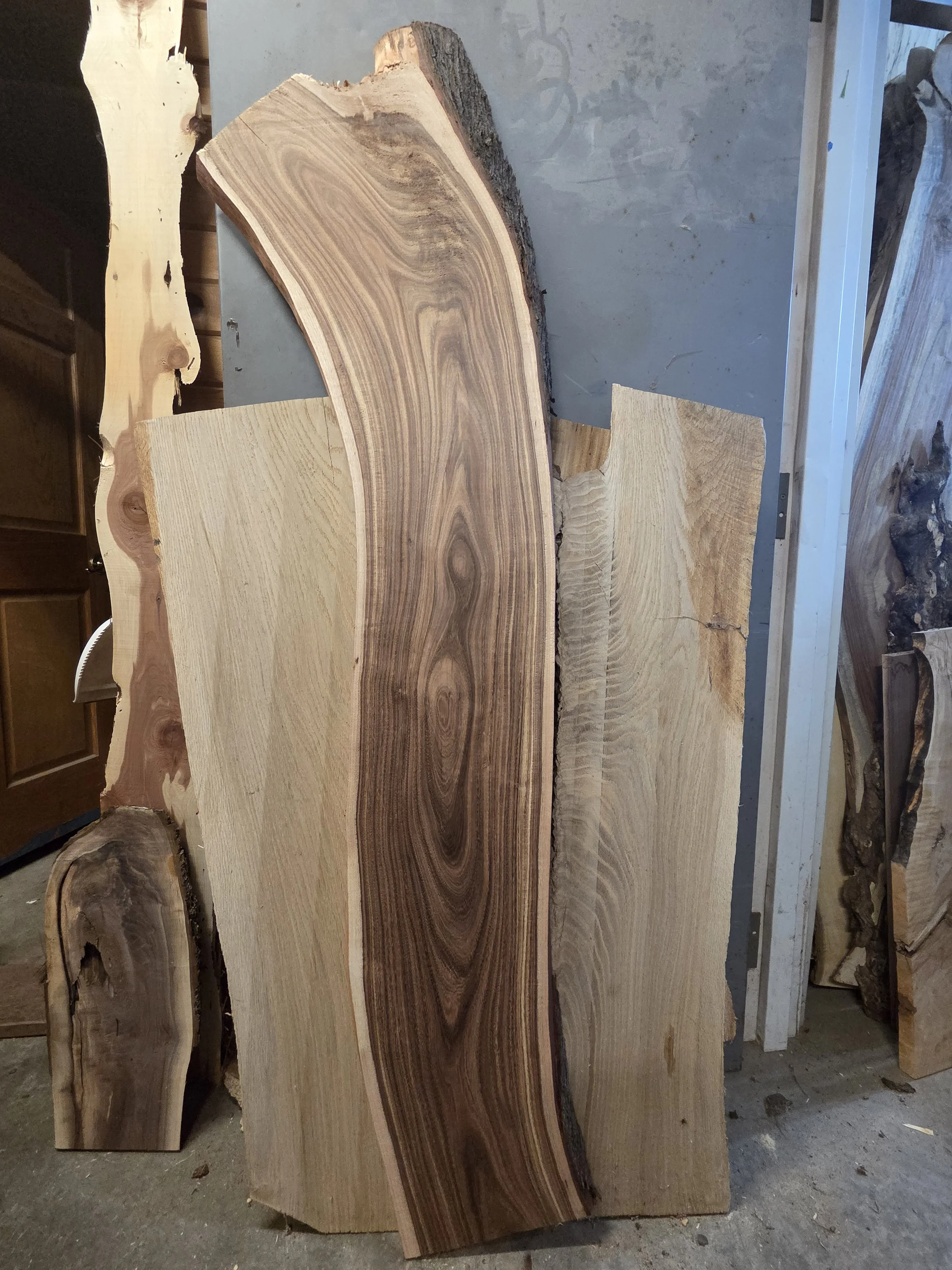 #3977 Black Acacia