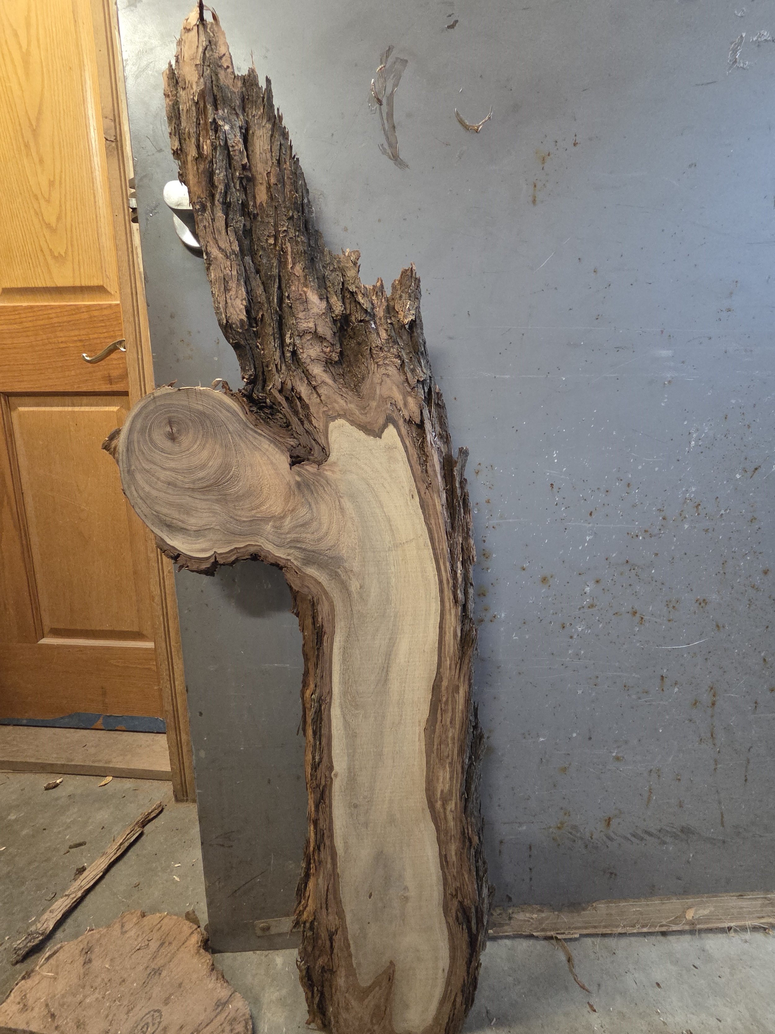 #3884 Mesquite