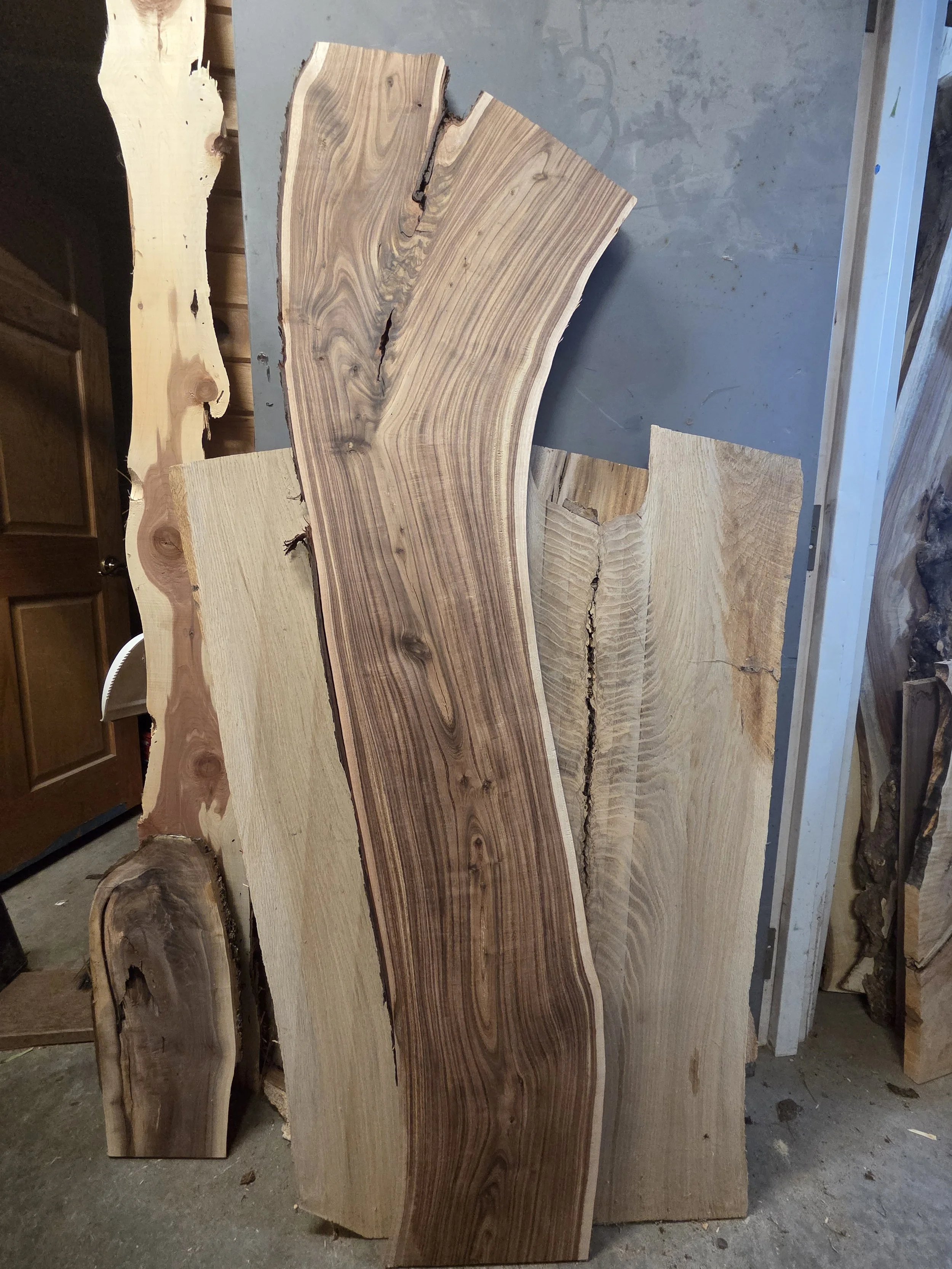 #3979 Black Acacia