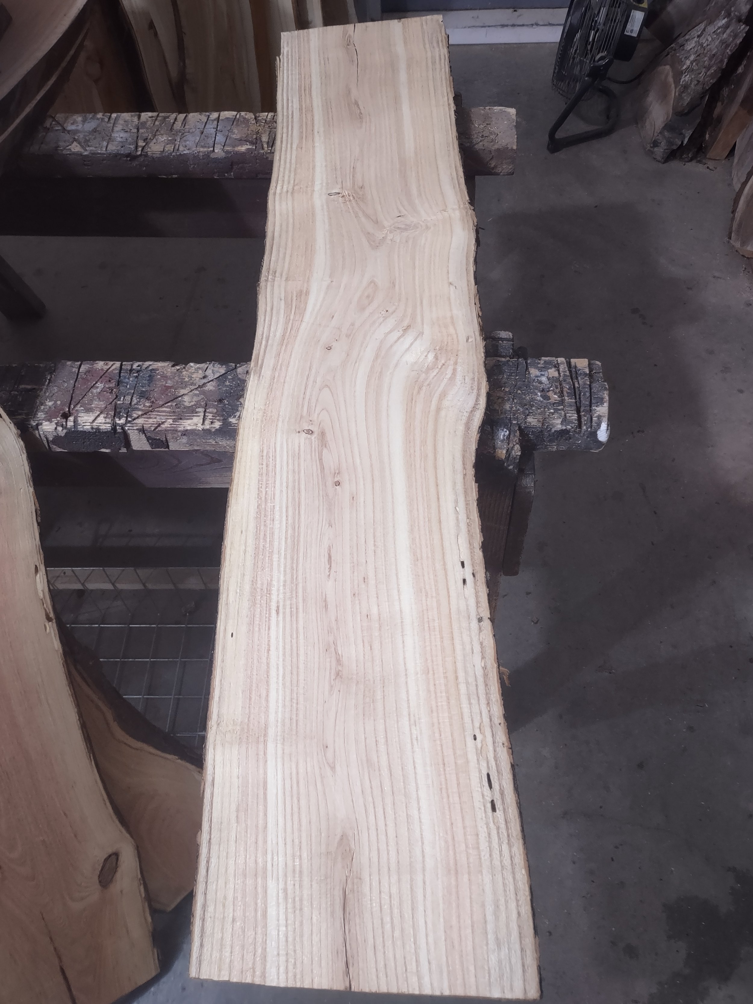 #3304 Honey Locust