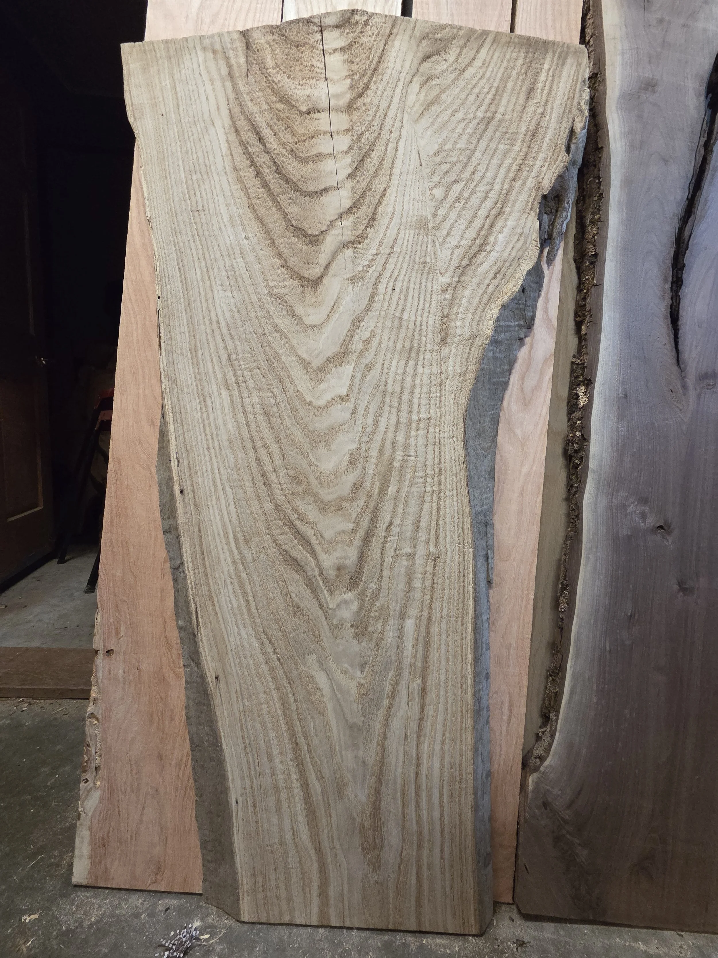 #4053 American Chestnut