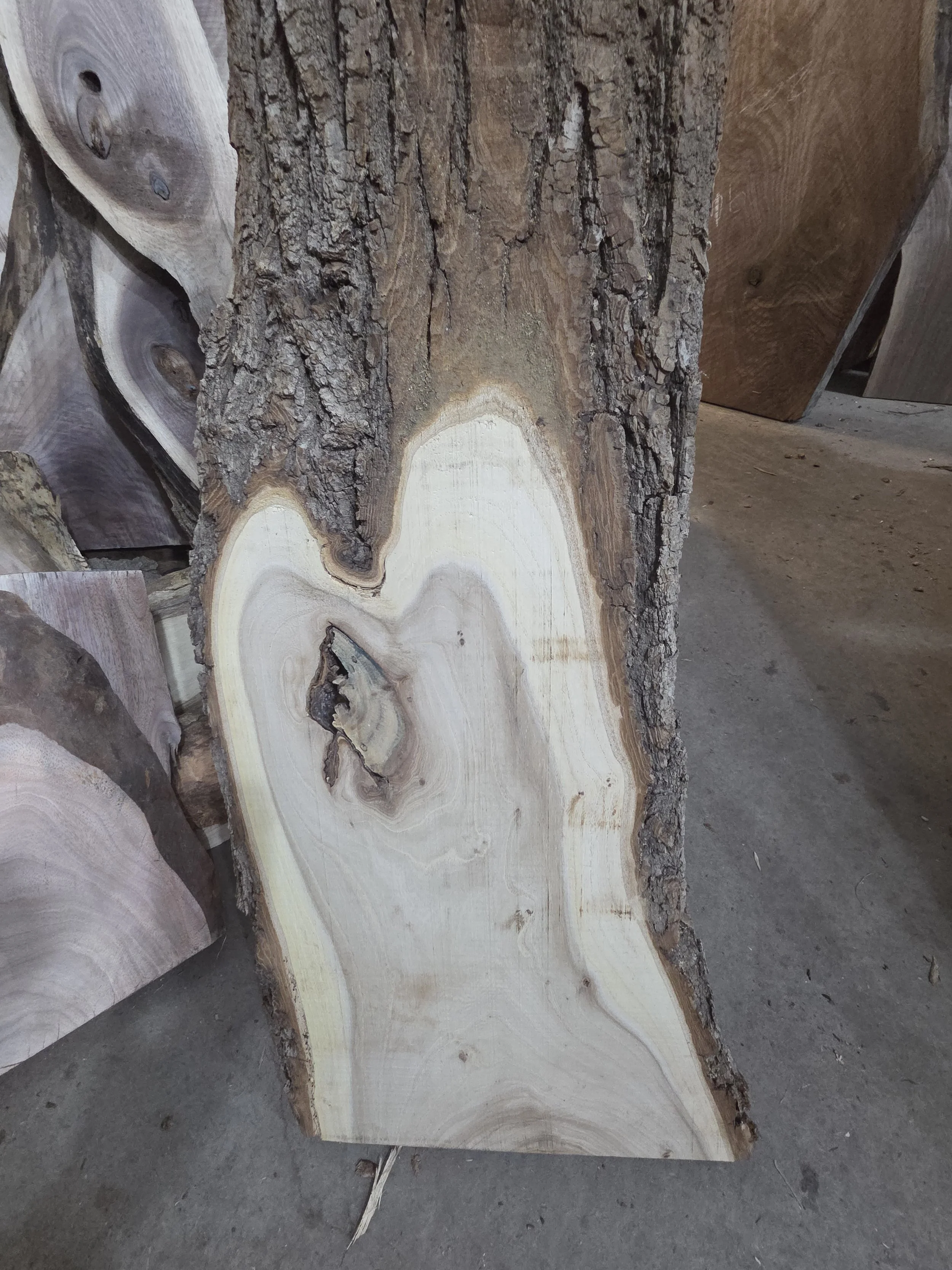 #4040 Chinese Elm