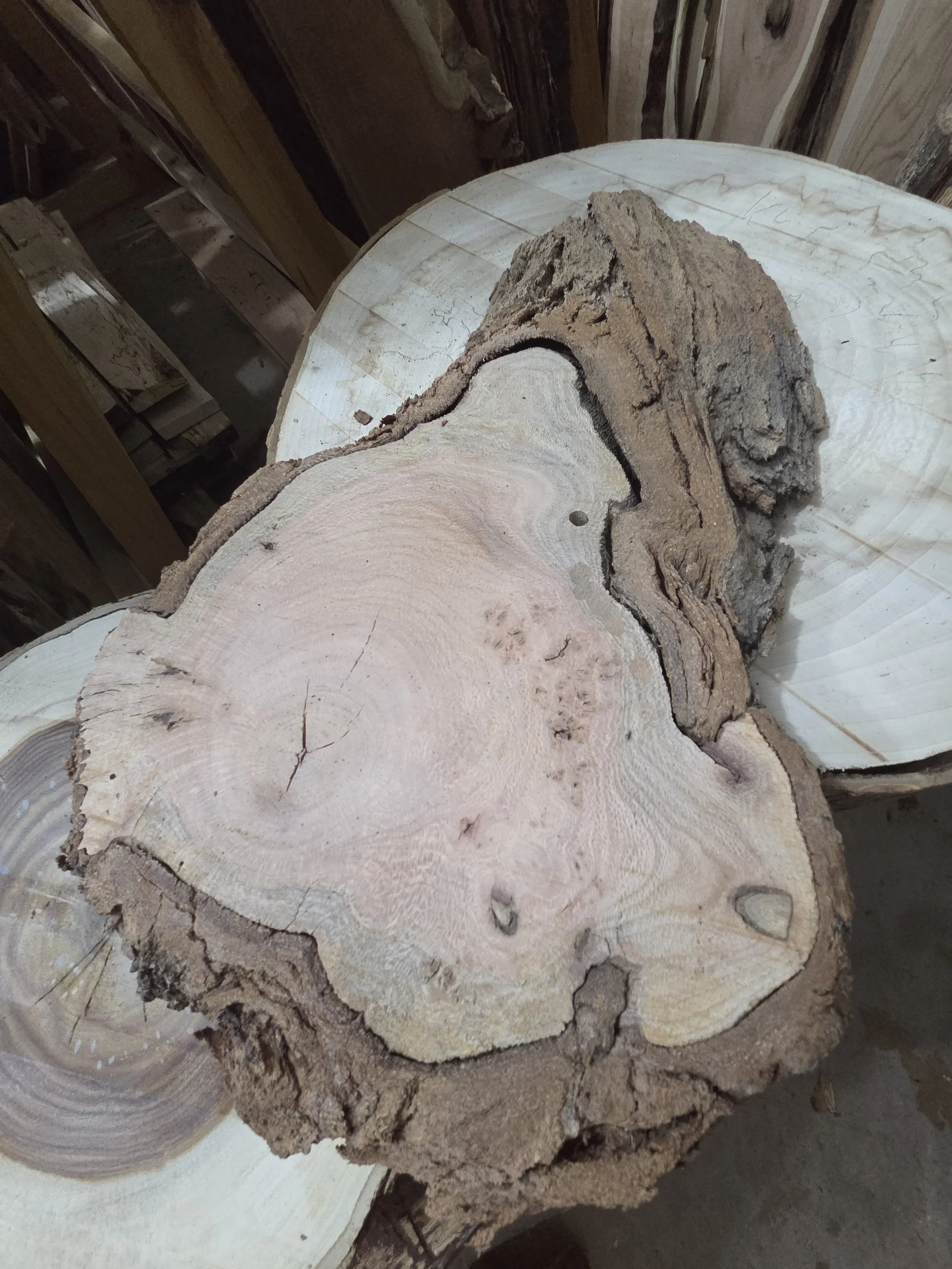 #4038 Silky Oak