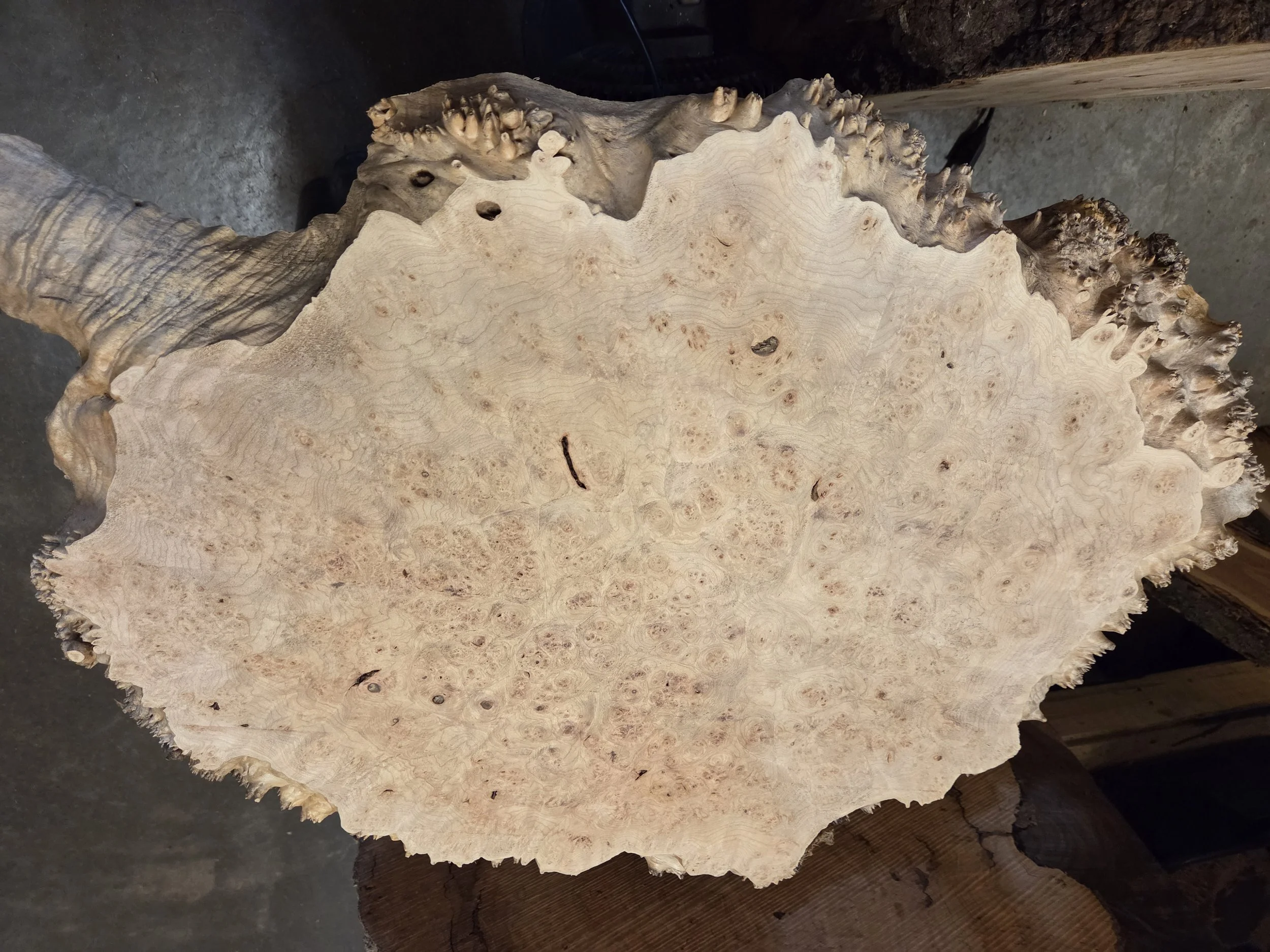 #3965 Maple Burl