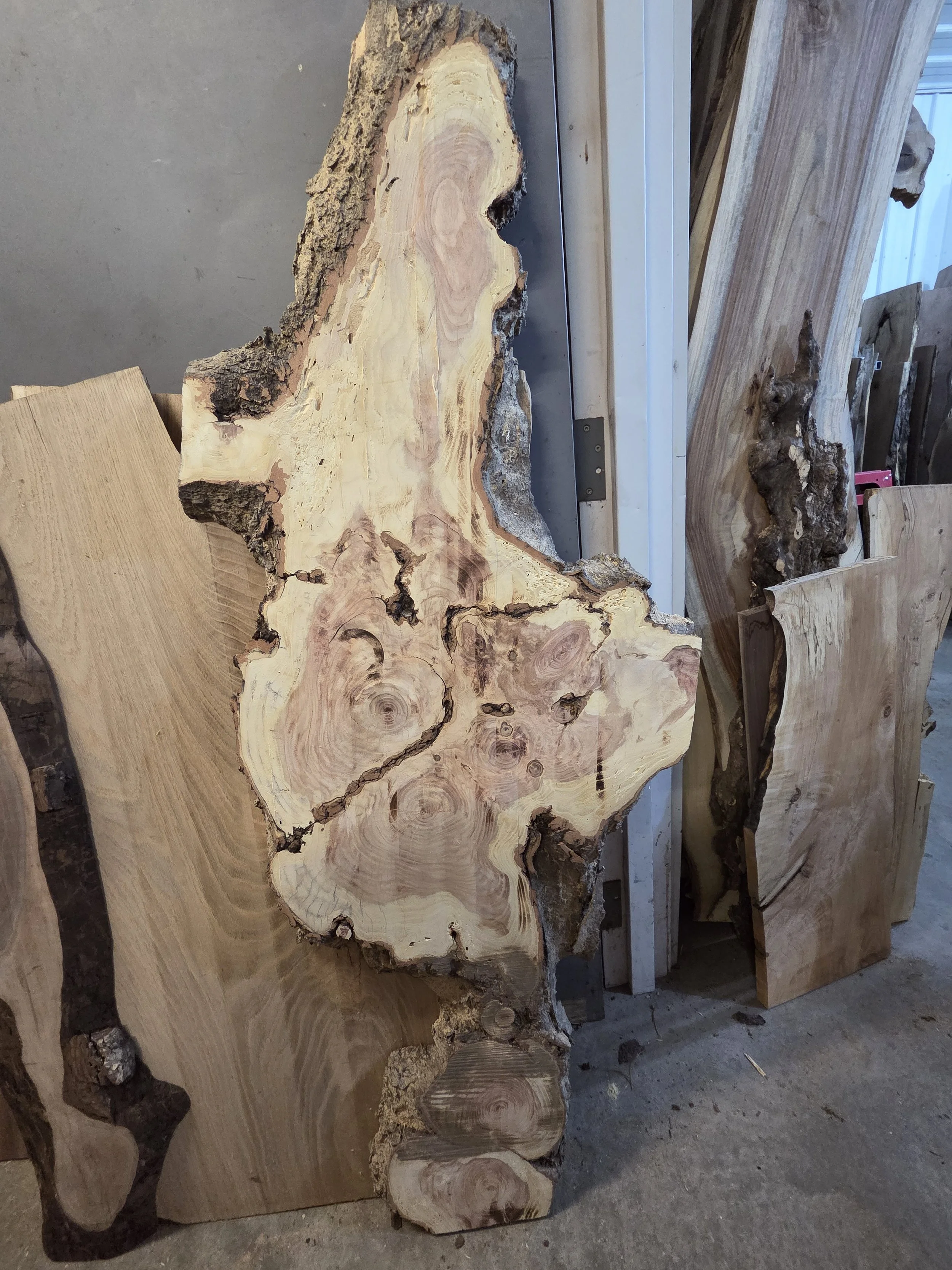 #3967 Honey Locust