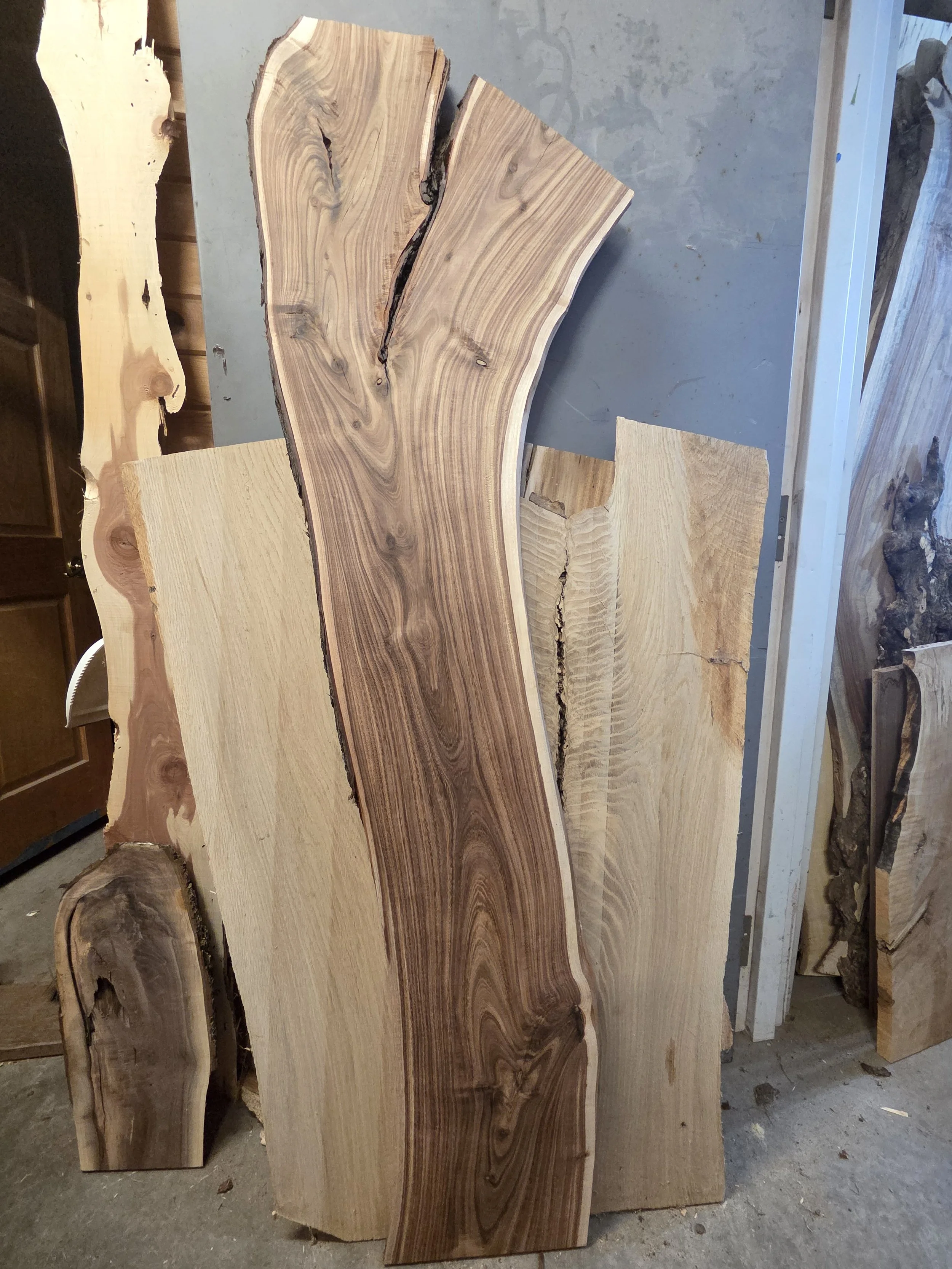 #3978 Black Acacia