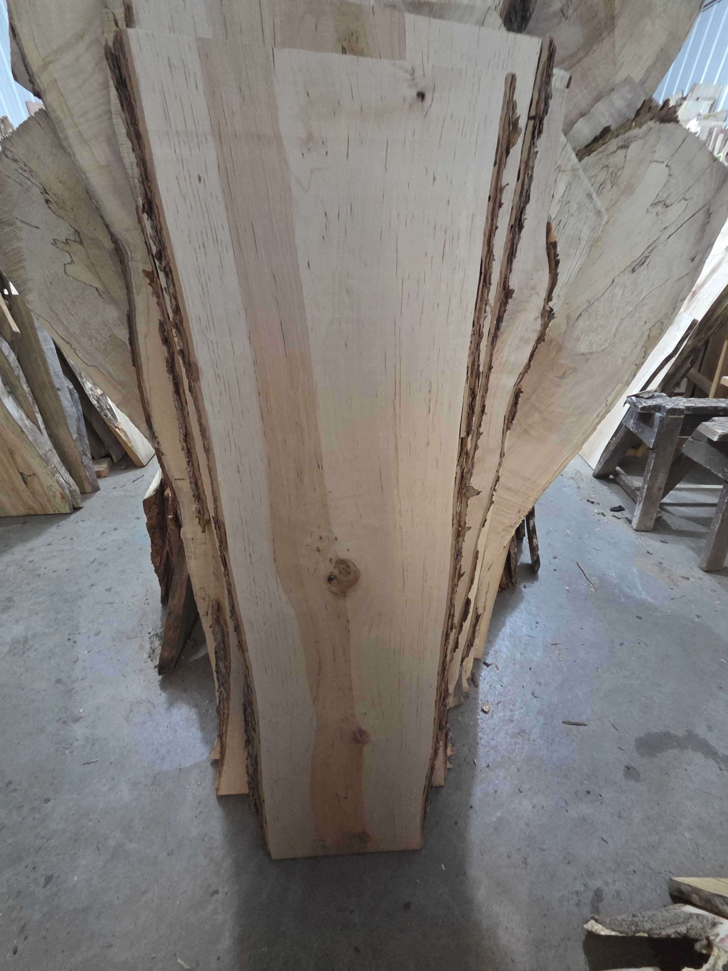 #4061 Swamp Birch