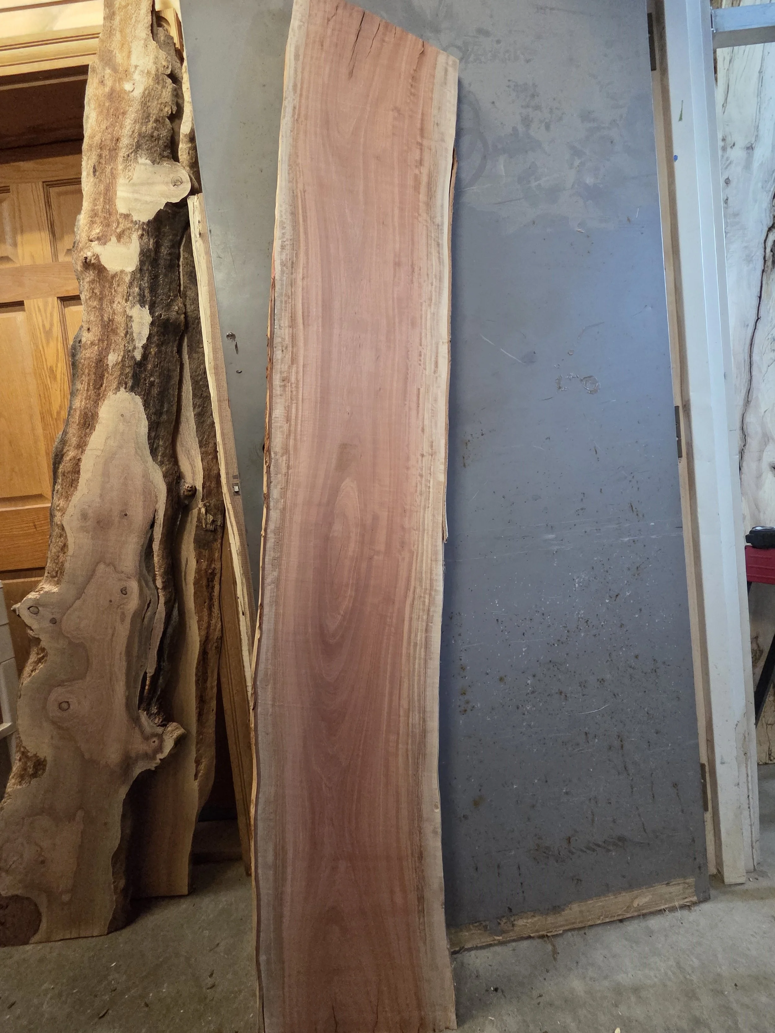 #3850 Red Coolibah Eucalyptus