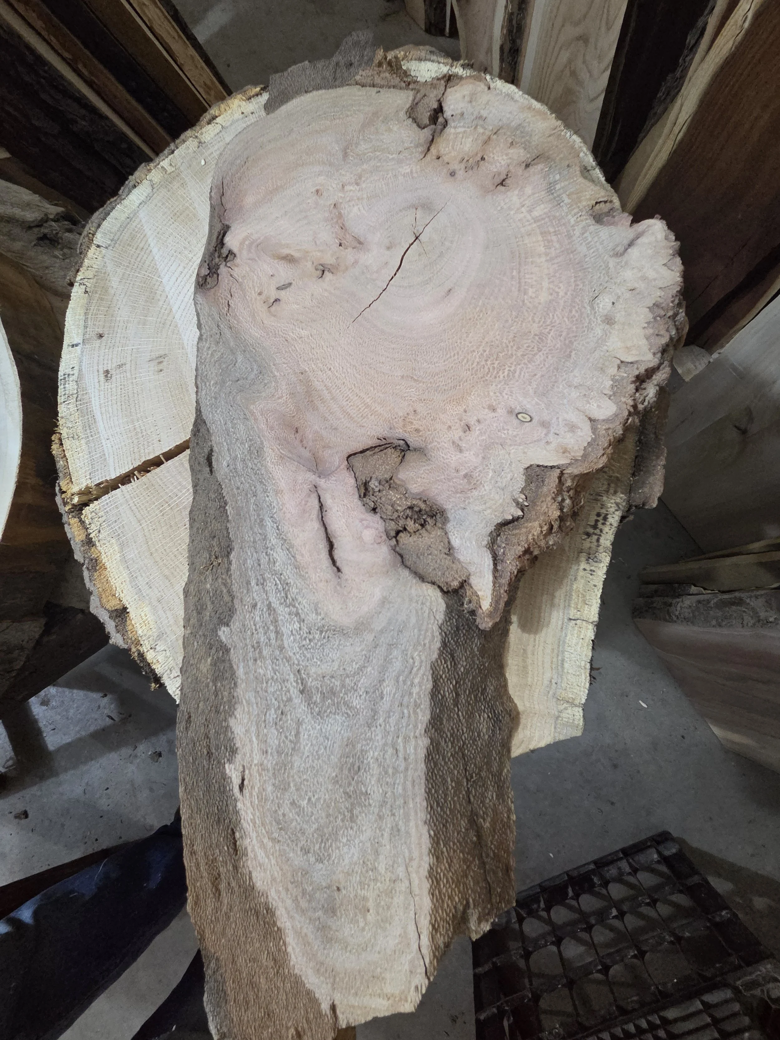 #4037 Silky Oak