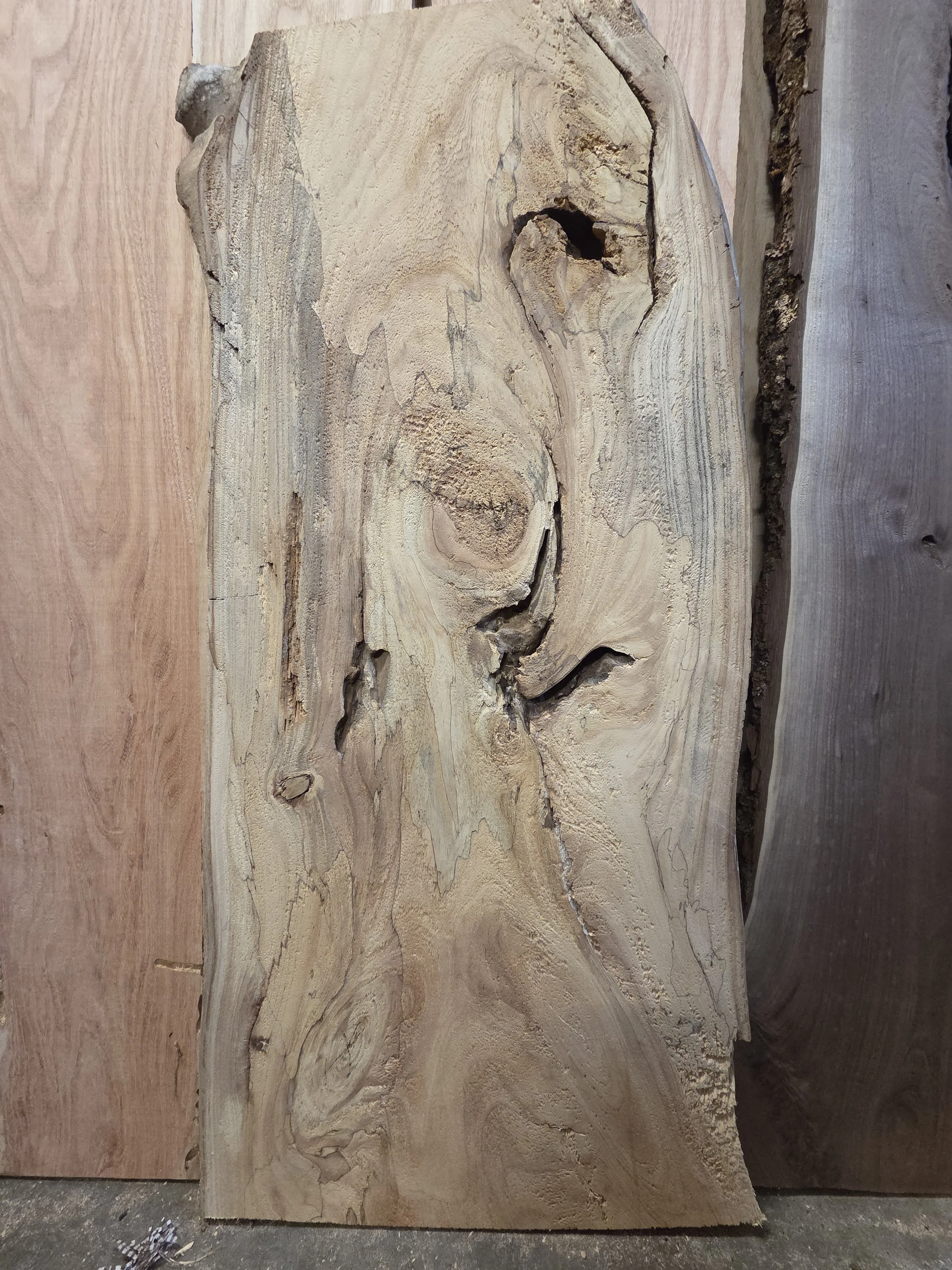 #4050 Chinese Elm