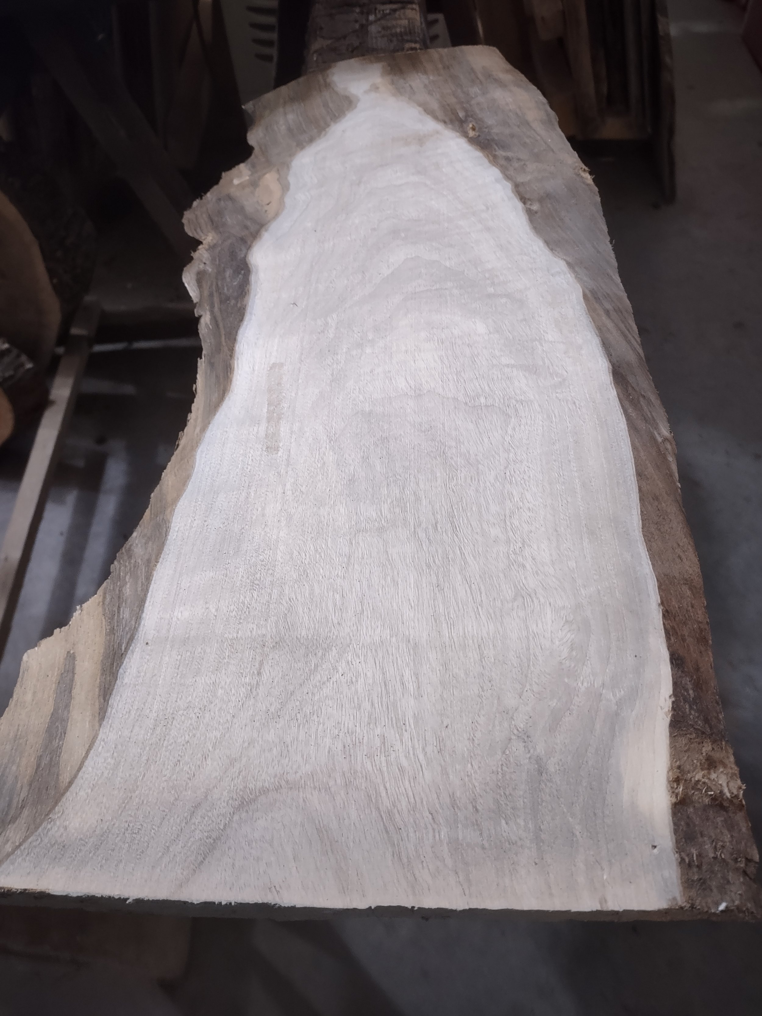 #3249 Camphor