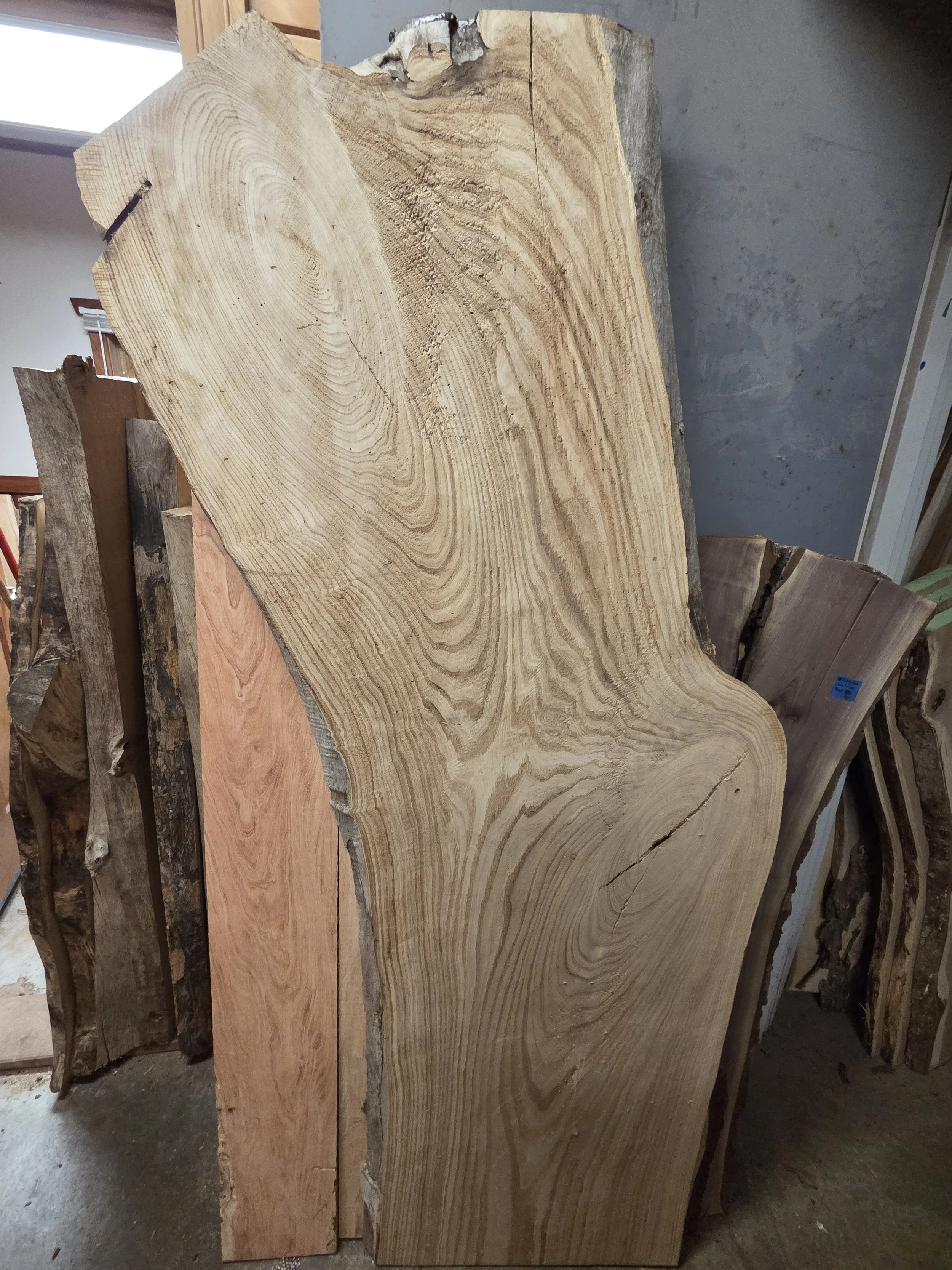 #4054 American Chestnut