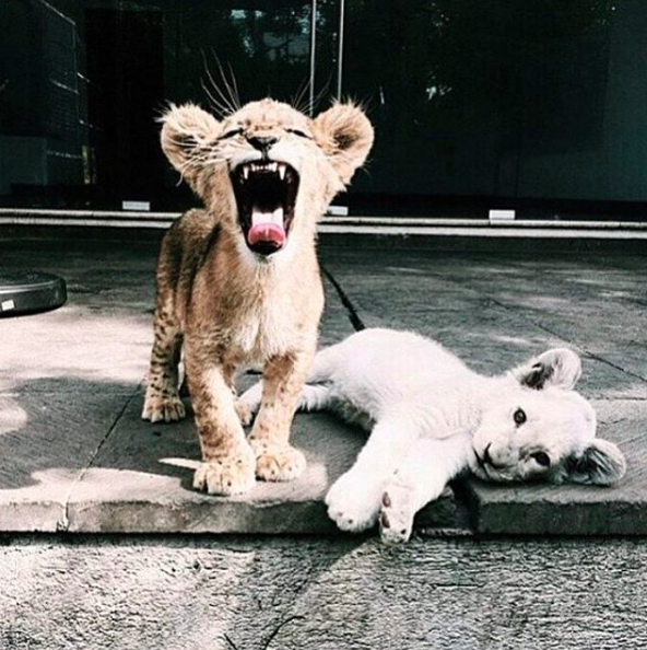 Perspective: It's Time to Awaken the Beast Within...