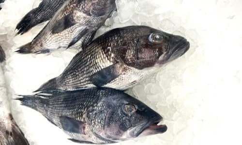 Most Popular Edible Sea Fishes